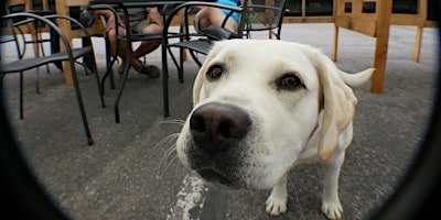 Pupper Tuesdays Happy Hour at Mad Swede Brewing Company – Boise, ID