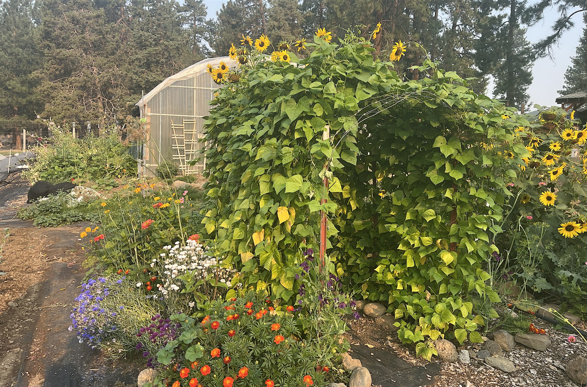 Summer Farm Camp 7/1/25 at Seed to Table Farm – Sisters, OR