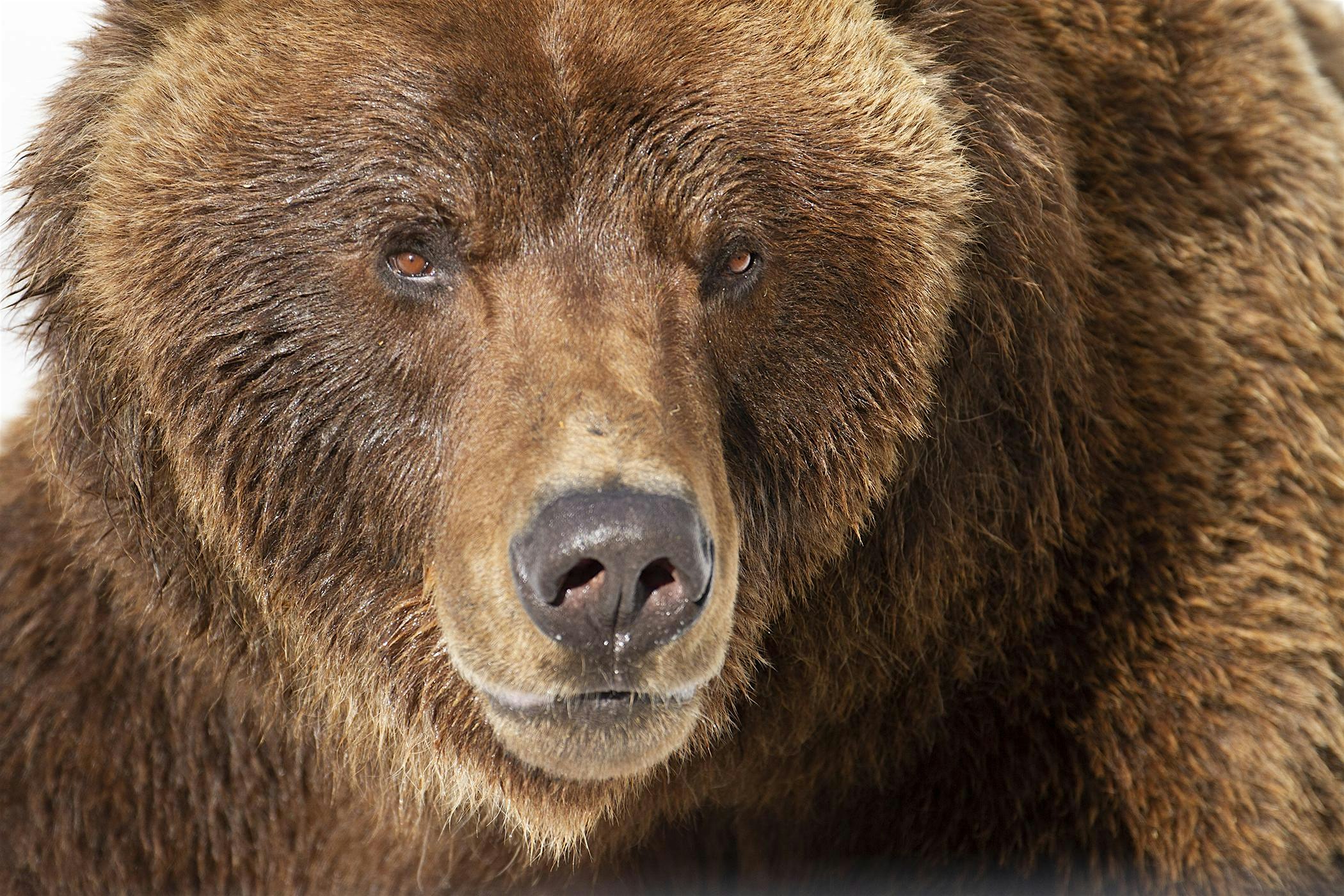 VIP Zoo Tour at Alaska Zoo – Anchorage, AK