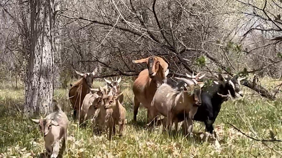 The Goat Walk at Abiquiu – Abiquiu, NM