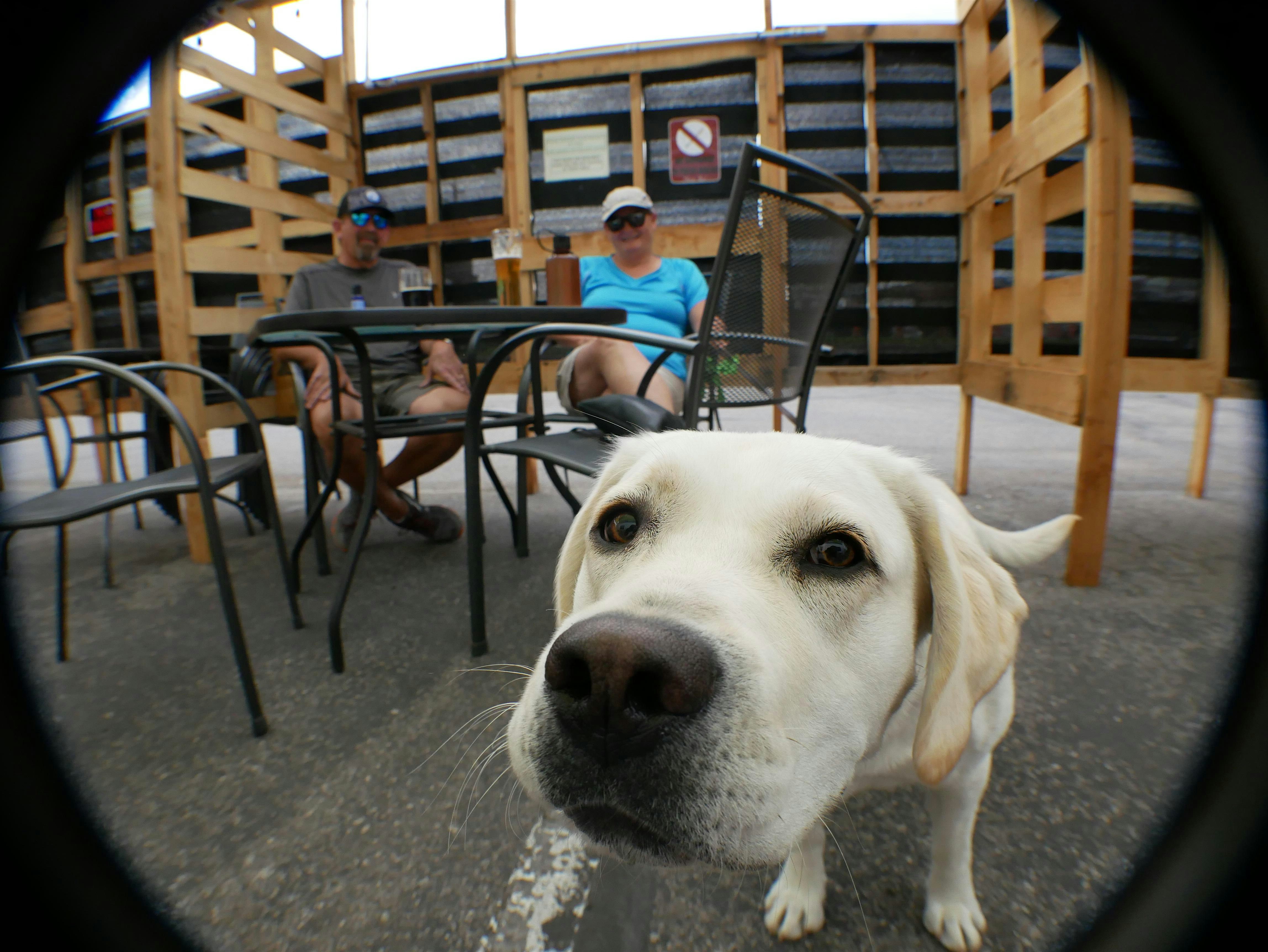 Pupper Tuesdays Happy Hour at Mad Swede Brewing Company – Boise, ID