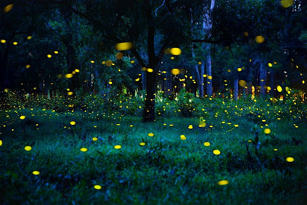 Firefly Walk at Rockefeller State Park Preserve – Pleasantville, NY
