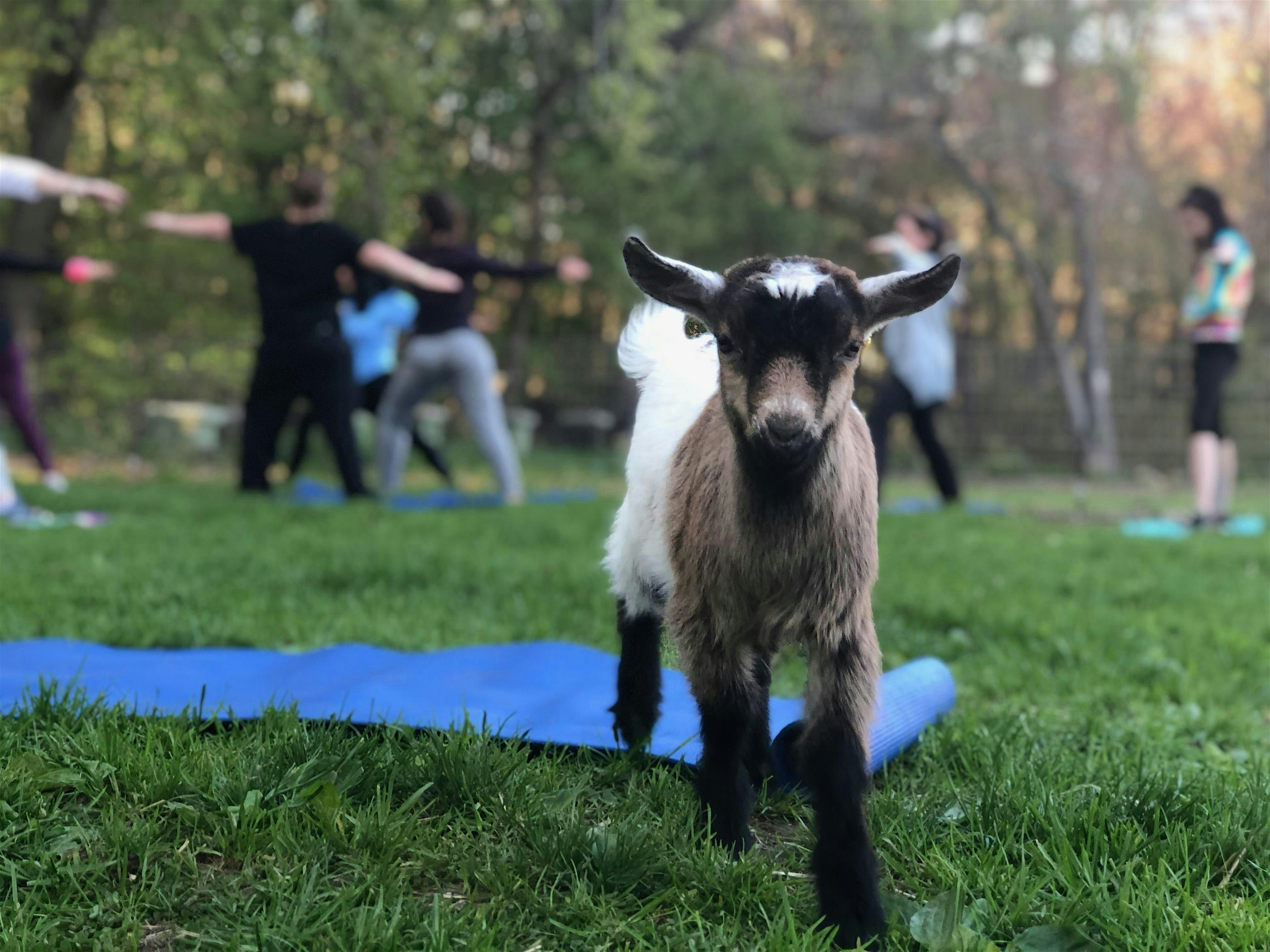Yoga with the Goats at 379 Jarvis Hill Rd – Claremont, NH