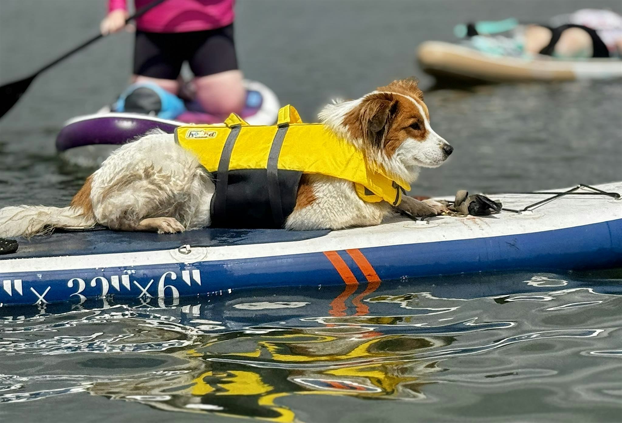 SUP with your PUP! at Catfish Flats – Littleton, CO