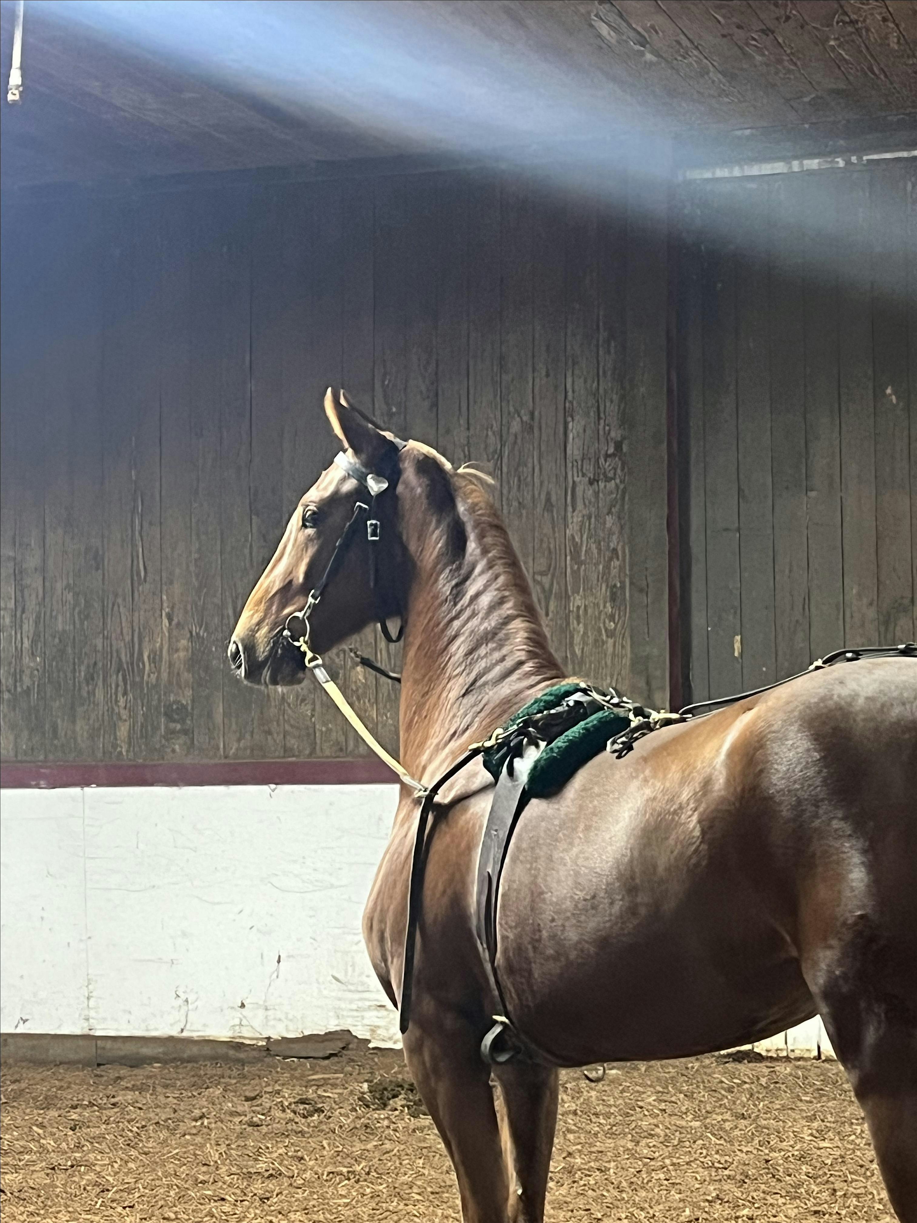 ALL Level Horse Lessons-One Lesson Mon-Fri at La Fleur Stables, L.L.C. – Verona, WI