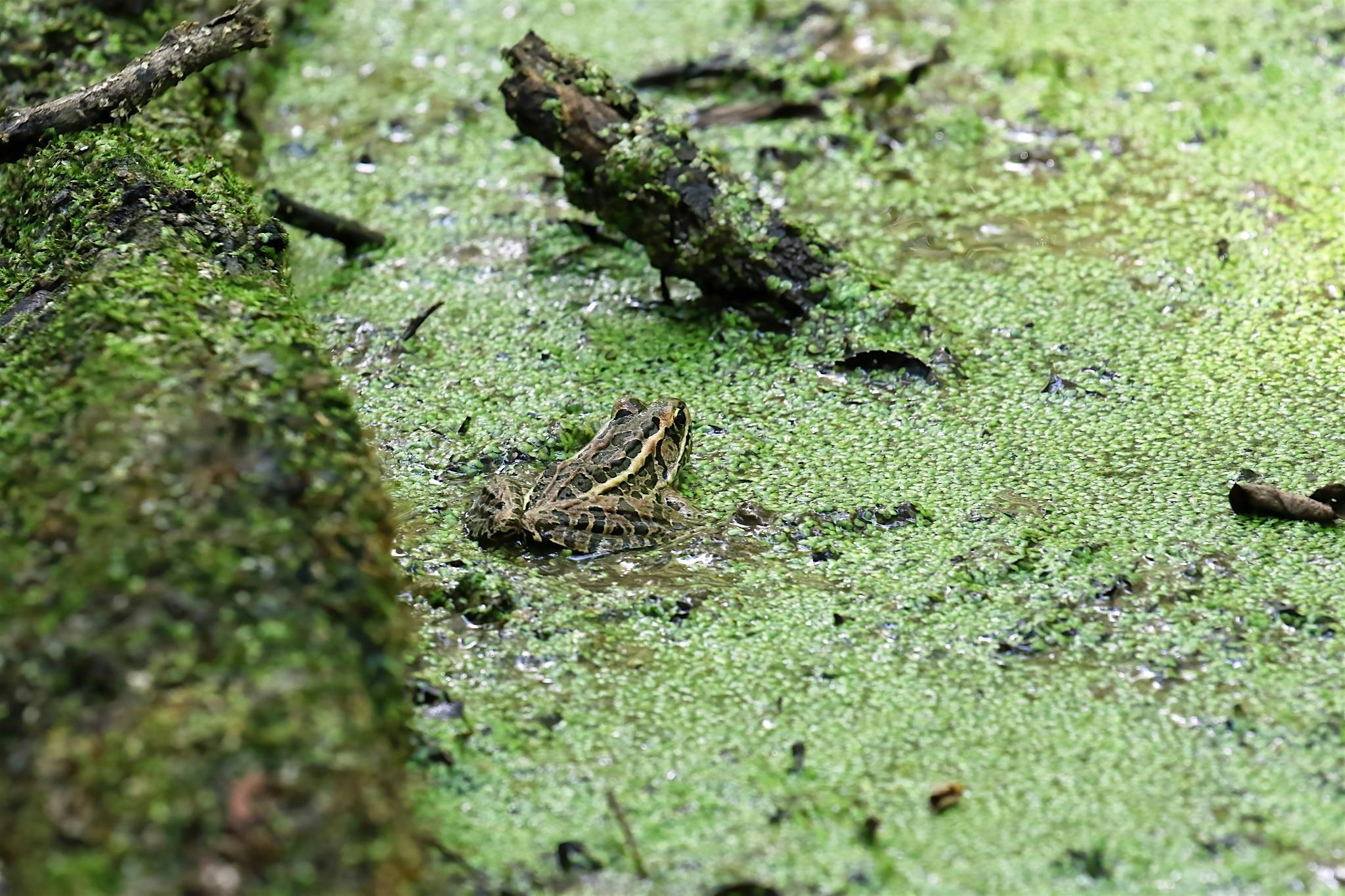 Kids Hike: Pond and Stream Discovery at Floracliff Nature Sanctuary – Lexington, KY