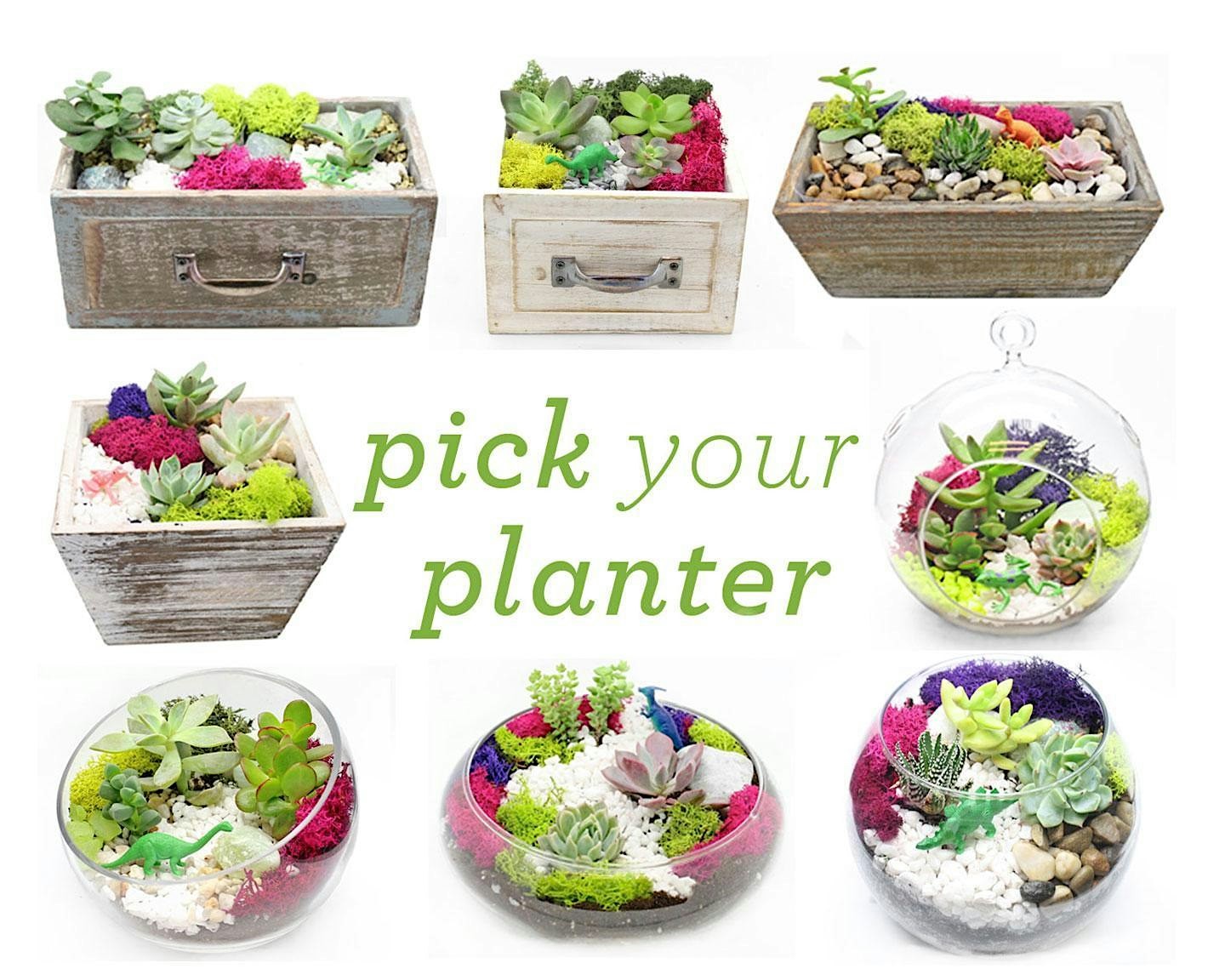 Plant Nite: Make a Succulent Terrarium at Paxton Pub – Salt Lake City, UT