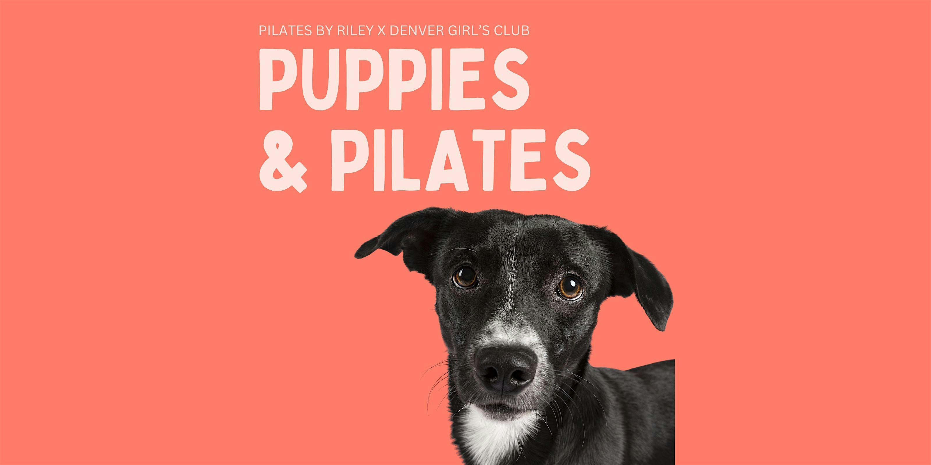 Puppies & Pilates! at HomeDog: Denver’s Dog Daycare & Coworking Community – Denver, CO