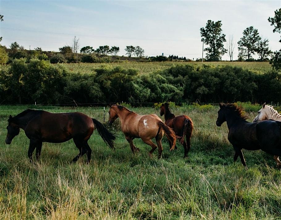 Boots, Books, and Bridles at Creekside Acres Equine,LLC – Port Washington, WI