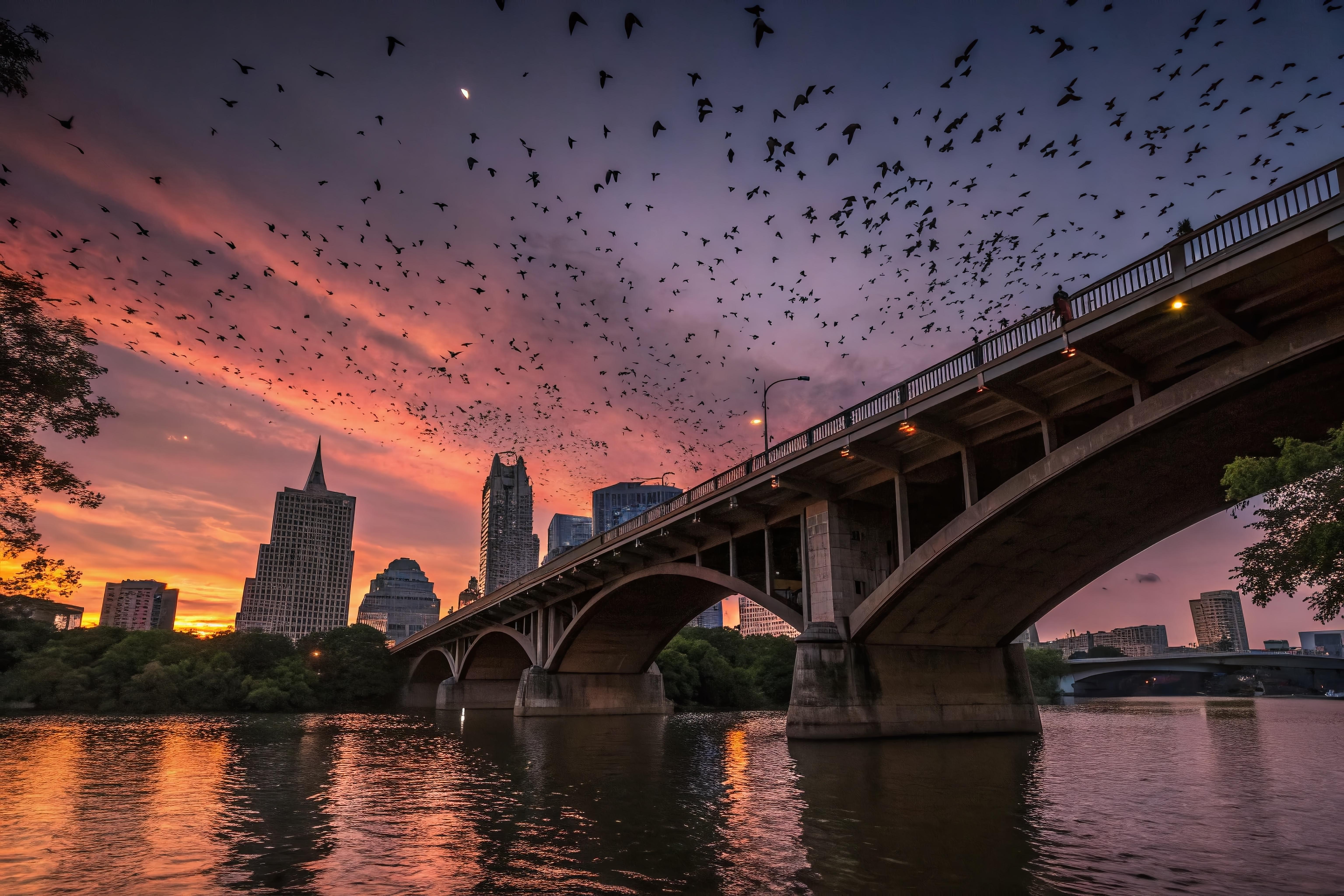 Book Tickets for Austin: Best Bars and Bats 3-Hour Guided Tour: Austin: Best Bars and Bats 3-Hour Guided Tour - Texas