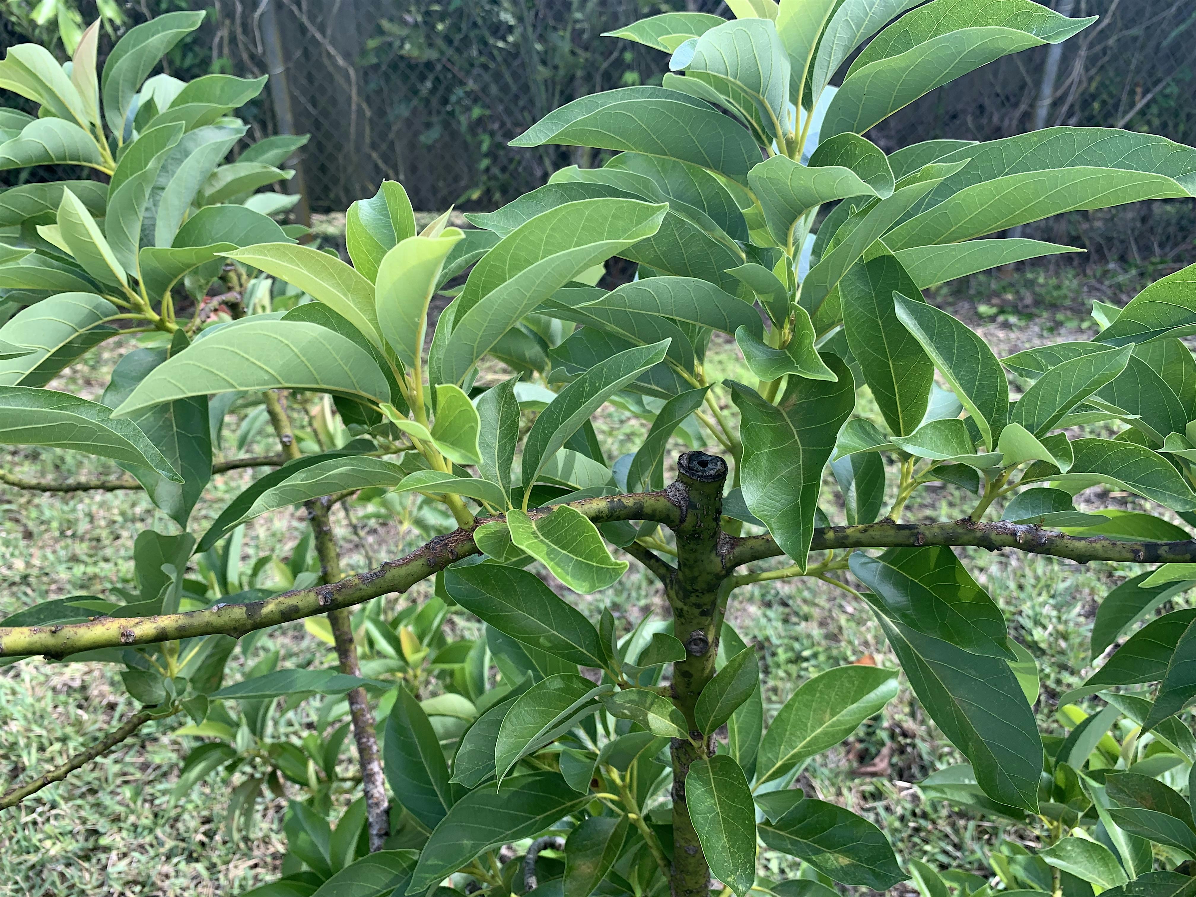 Hands-on Pruning of Tropical Fruit Trees at Miami-Dade Extension Office – Homestead, FL