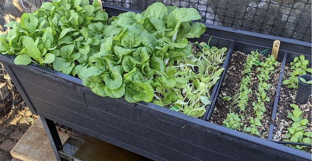 Growing Pak Choy for the Home Garden at Urban Garden Center – Pearl City, HI