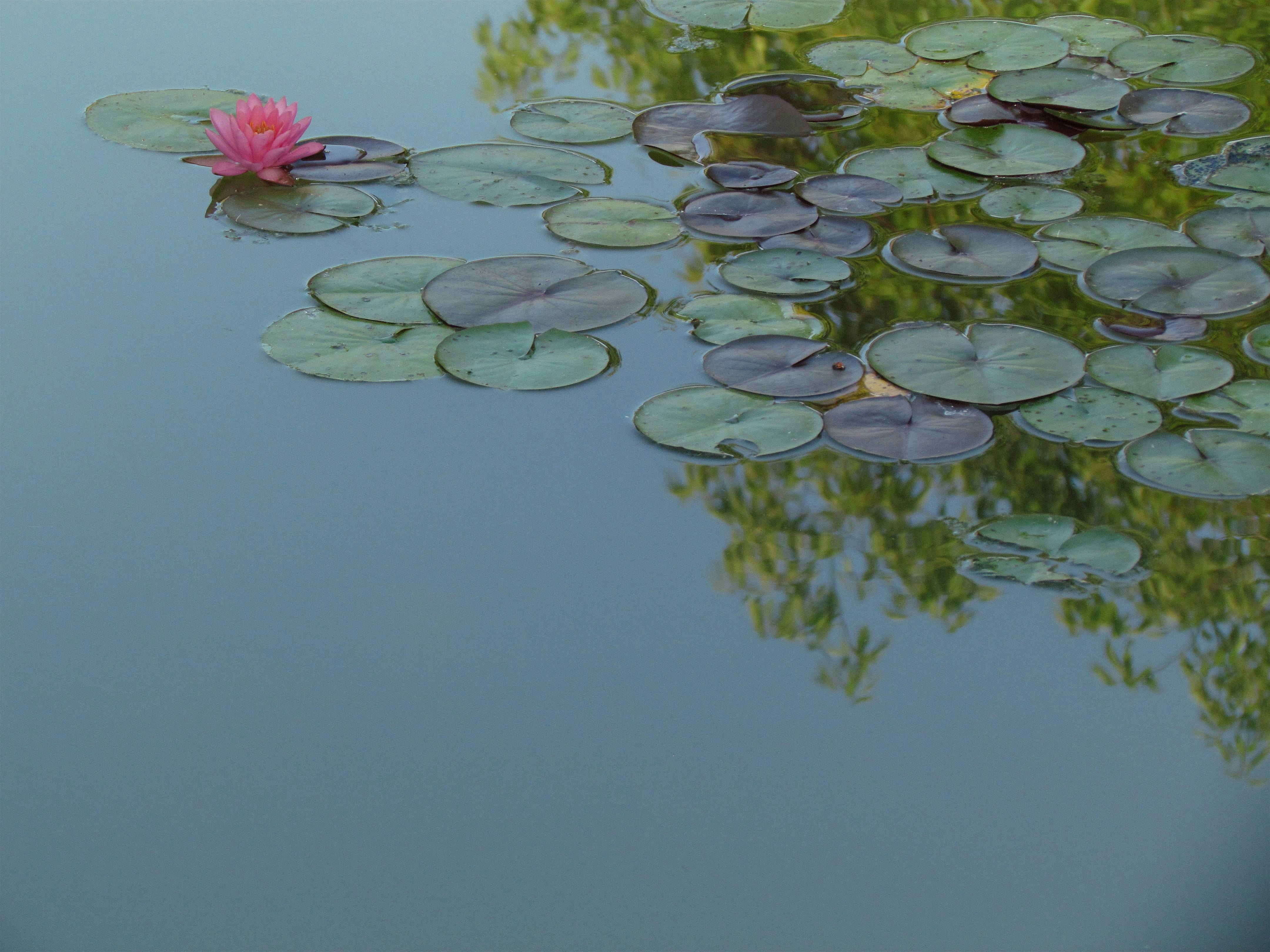 Hand Raindrop Touch Healing with Essential Oils w/ Felicia 8/27 at 5pm at Kenilworth Aquatic Gardens – Washington, DC