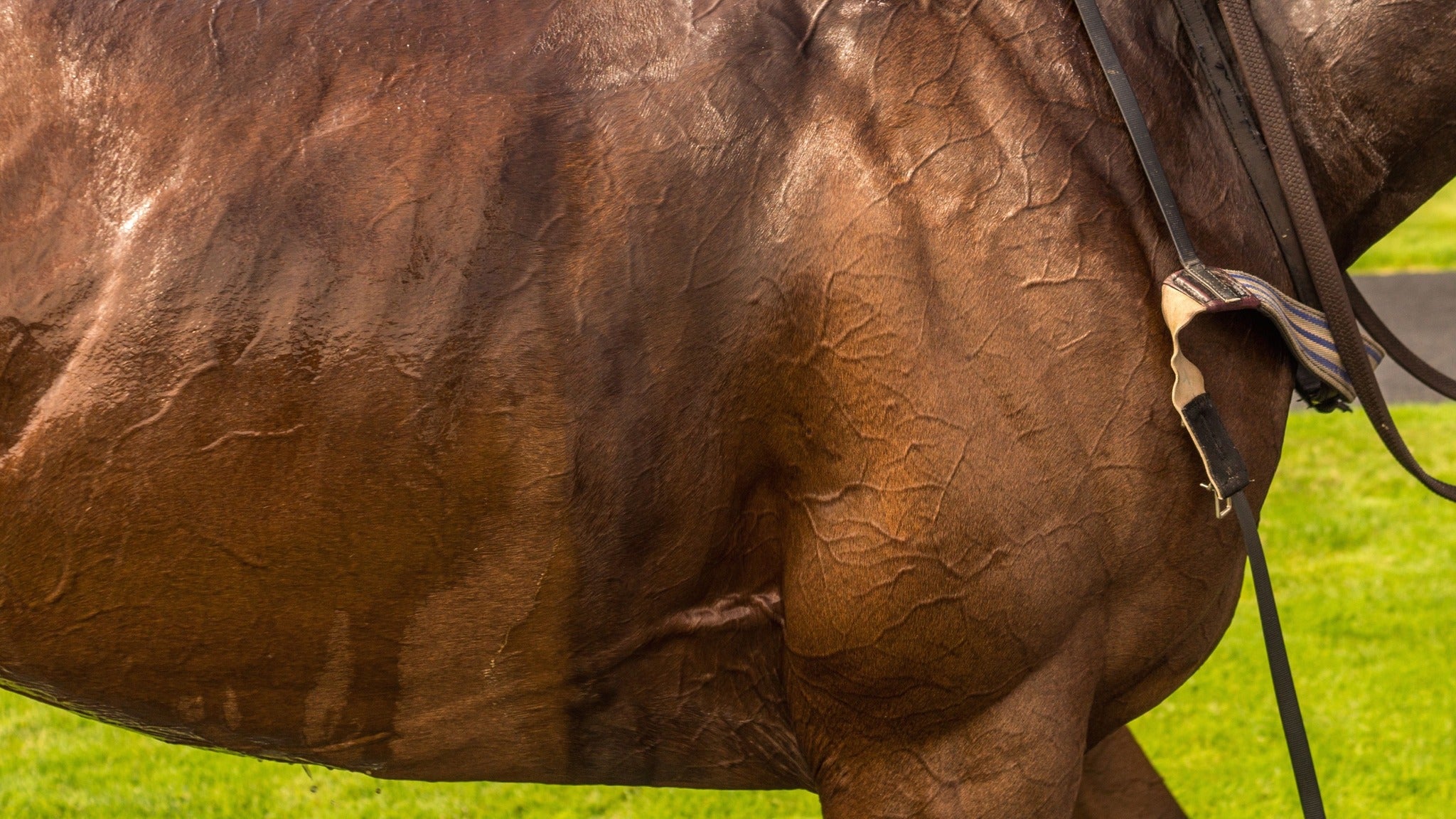 Del Mar Thoroughbred Racing at Del Mar Fairgrounds – Del Mar, CA