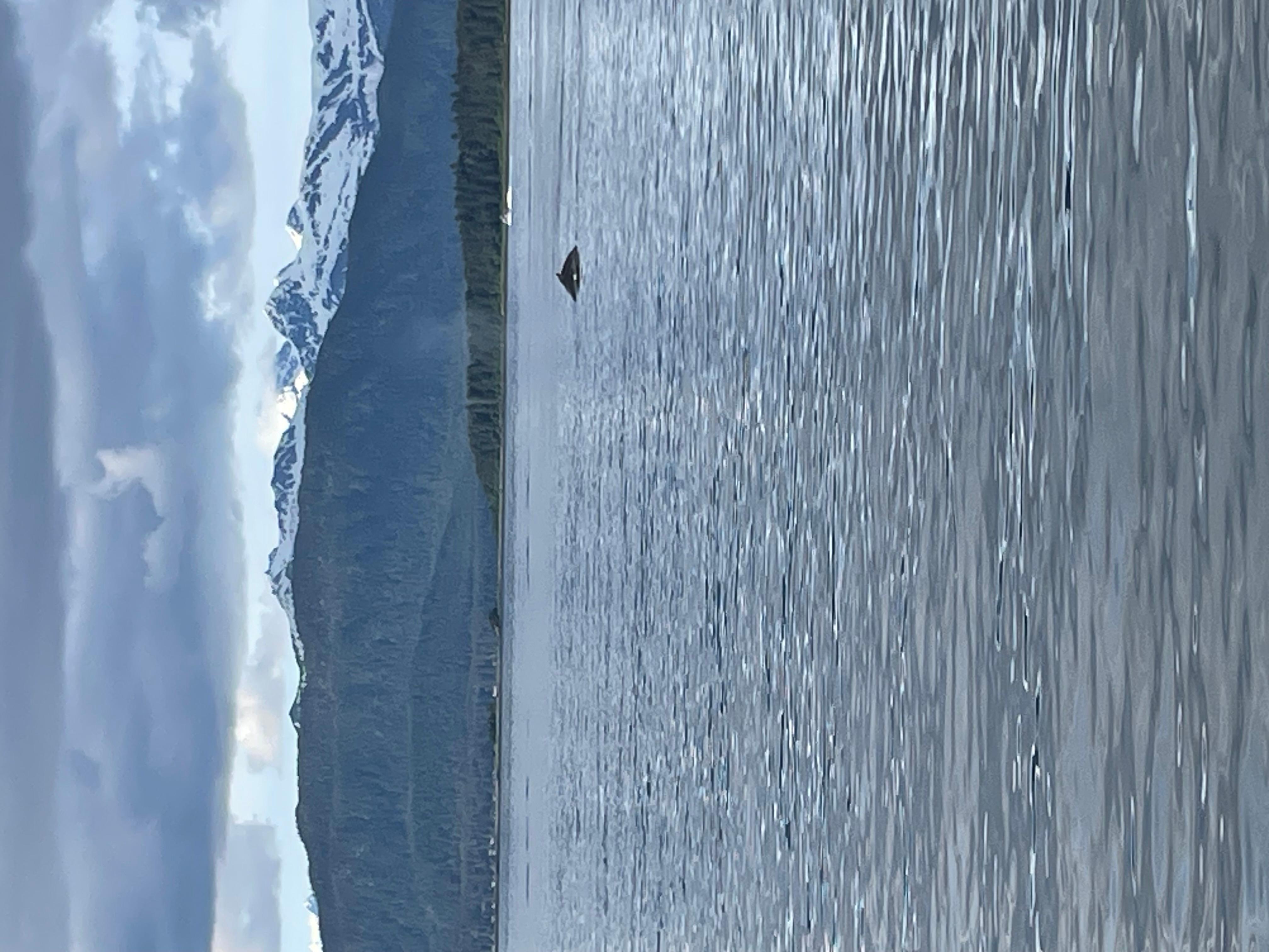 Book Tickets for From Juneau: Whale Watching Cruise with Snacks: Alaska