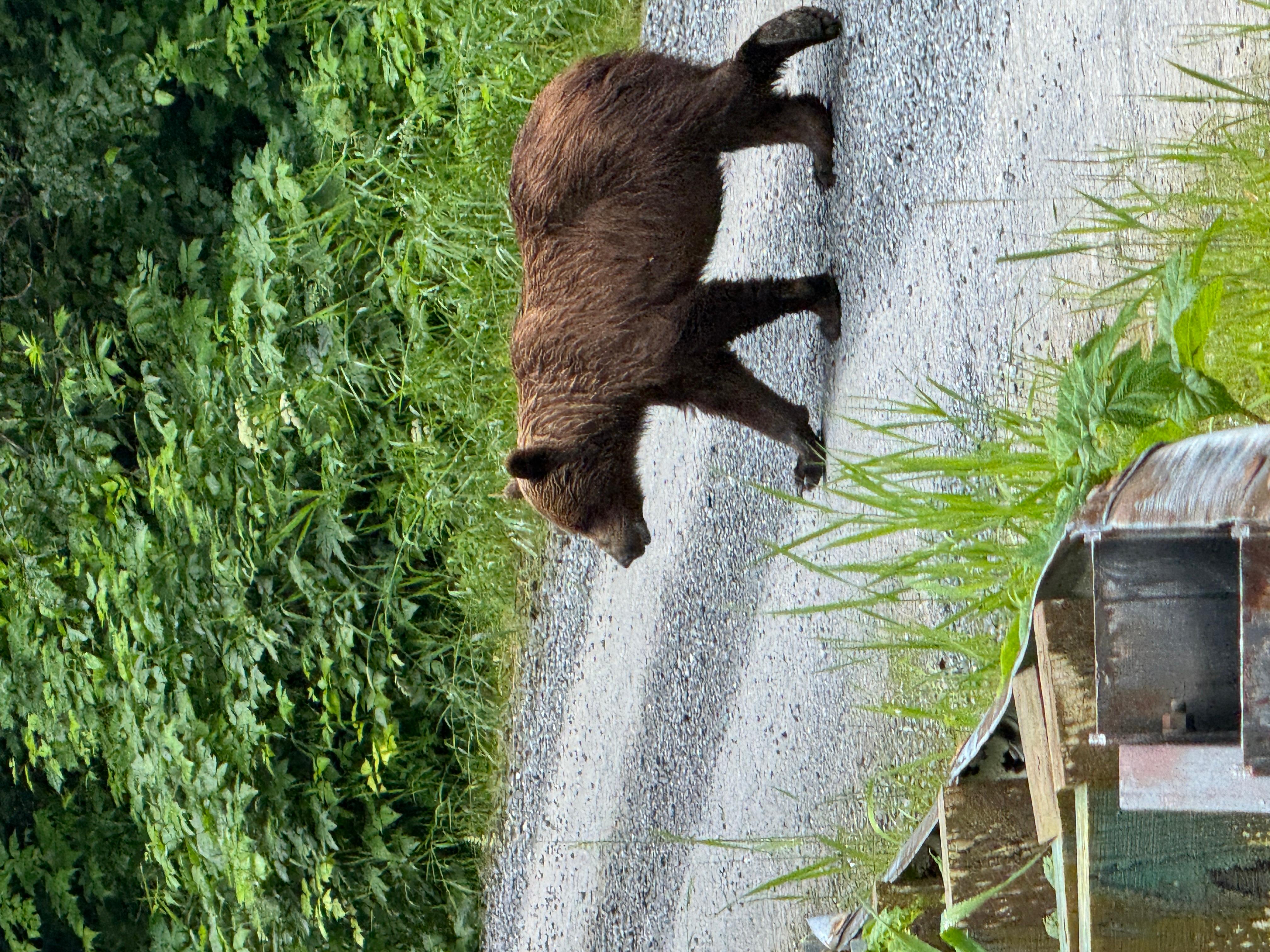 Book Tickets for Hoonah: Chichagof Island Brown Bear Search: Alaska