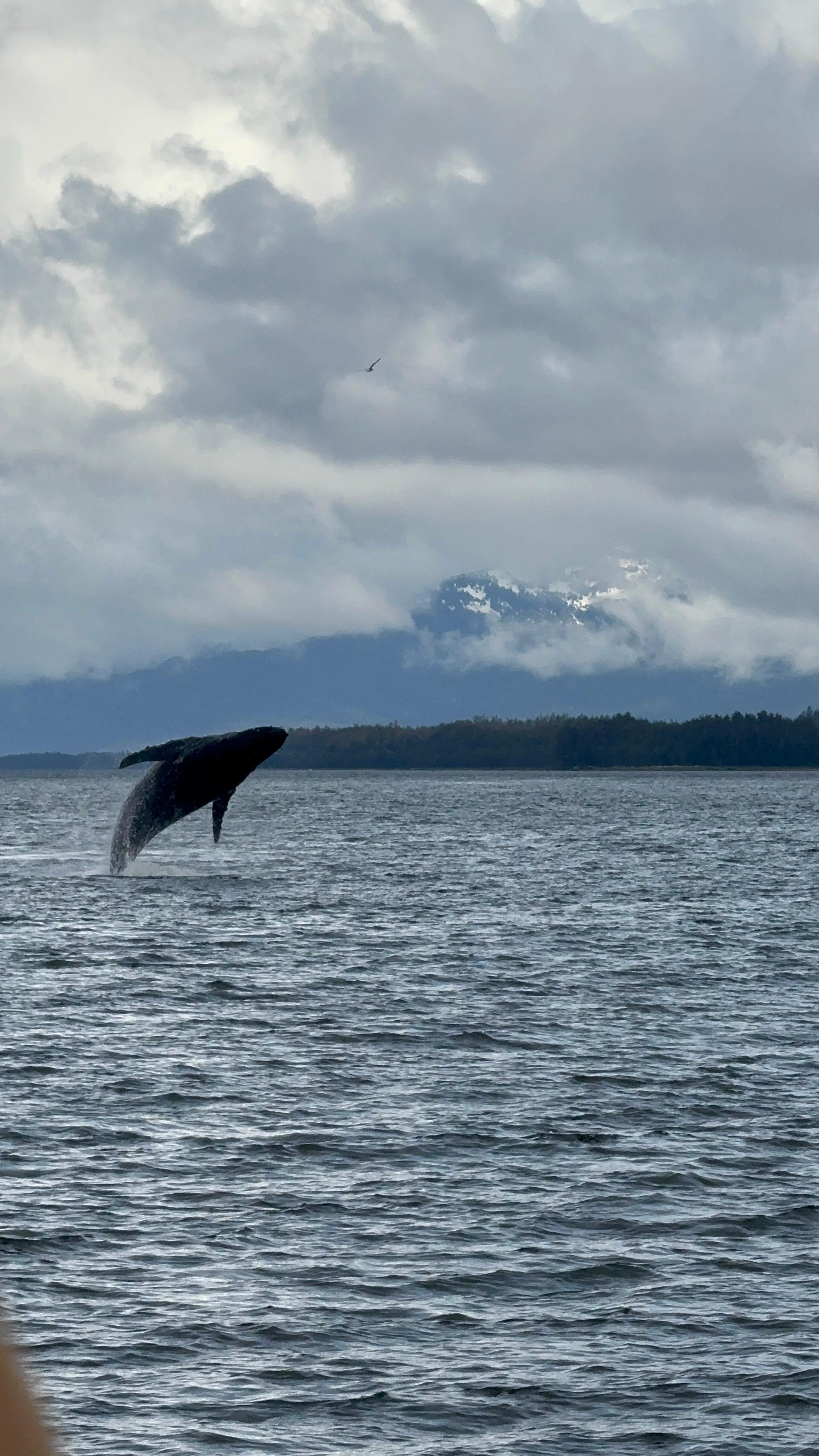 Book Tickets for Juneau: Mendenhall Glacier and Whale Watching Tour: Alaska