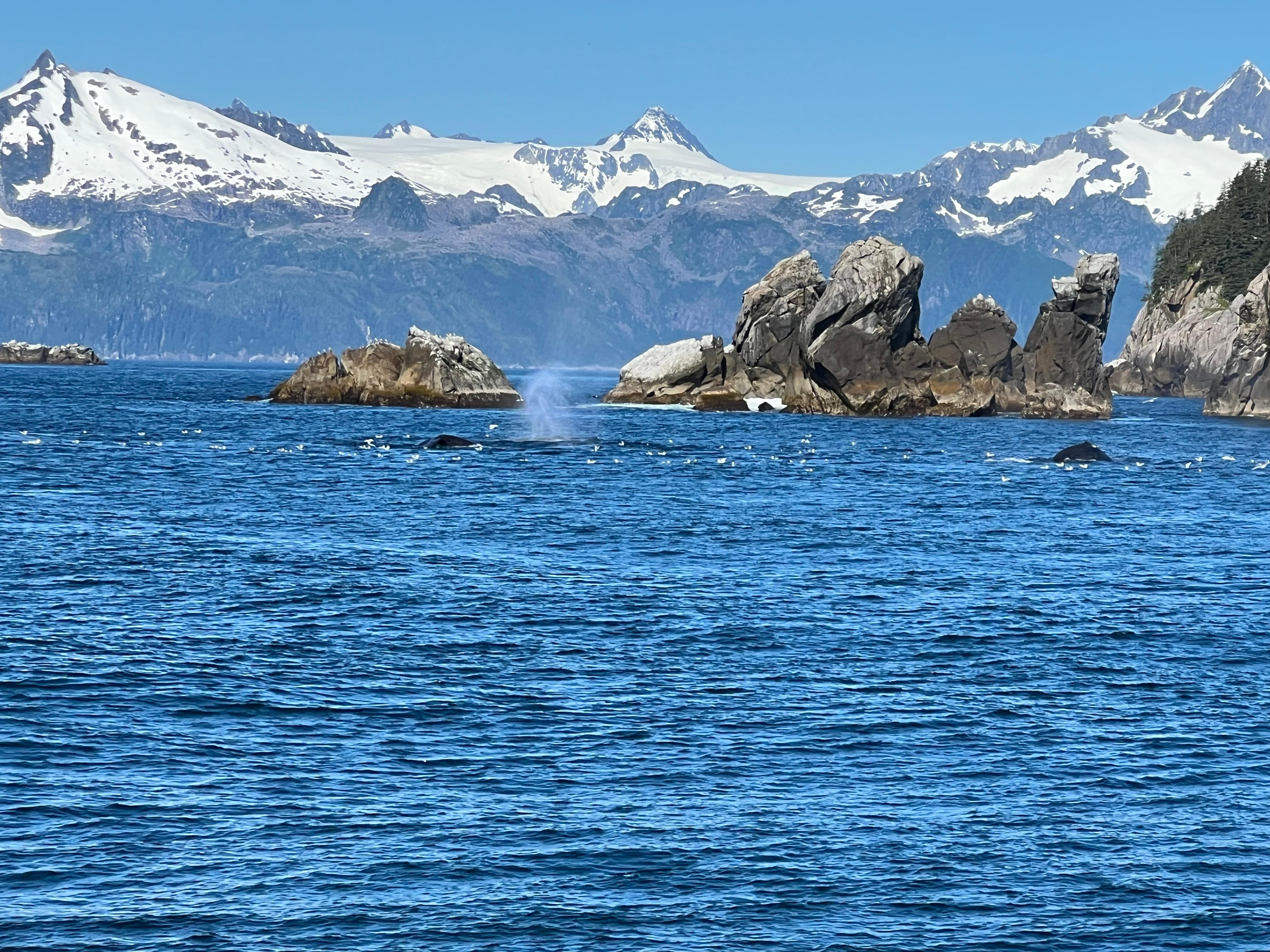 Book Tickets for Seward: Captain's Choice Kenai Fjords National Park Tour: Seward
