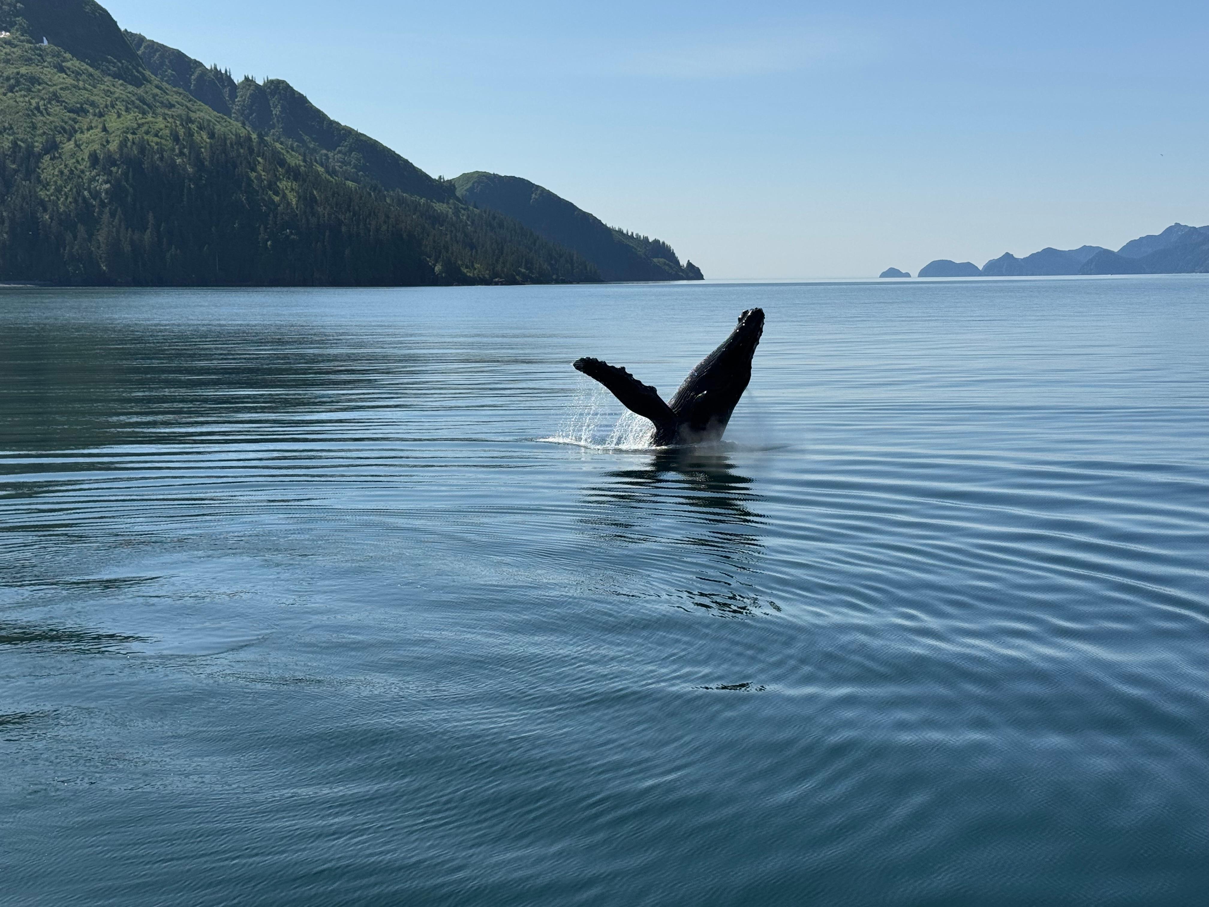 Book Tickets for Seward: Kenai Fjords National Park Catamaran Cruise w/Lunch: Seward