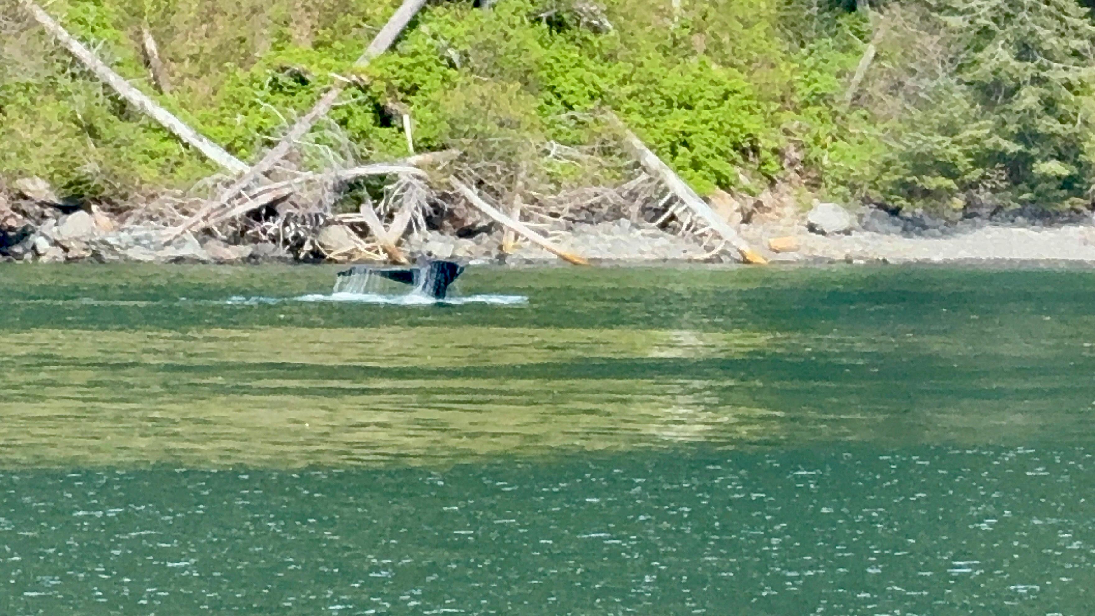 Book Tickets for Seward: Kenai Fjords National Park Glacier & Wildlife Cruise: Seward