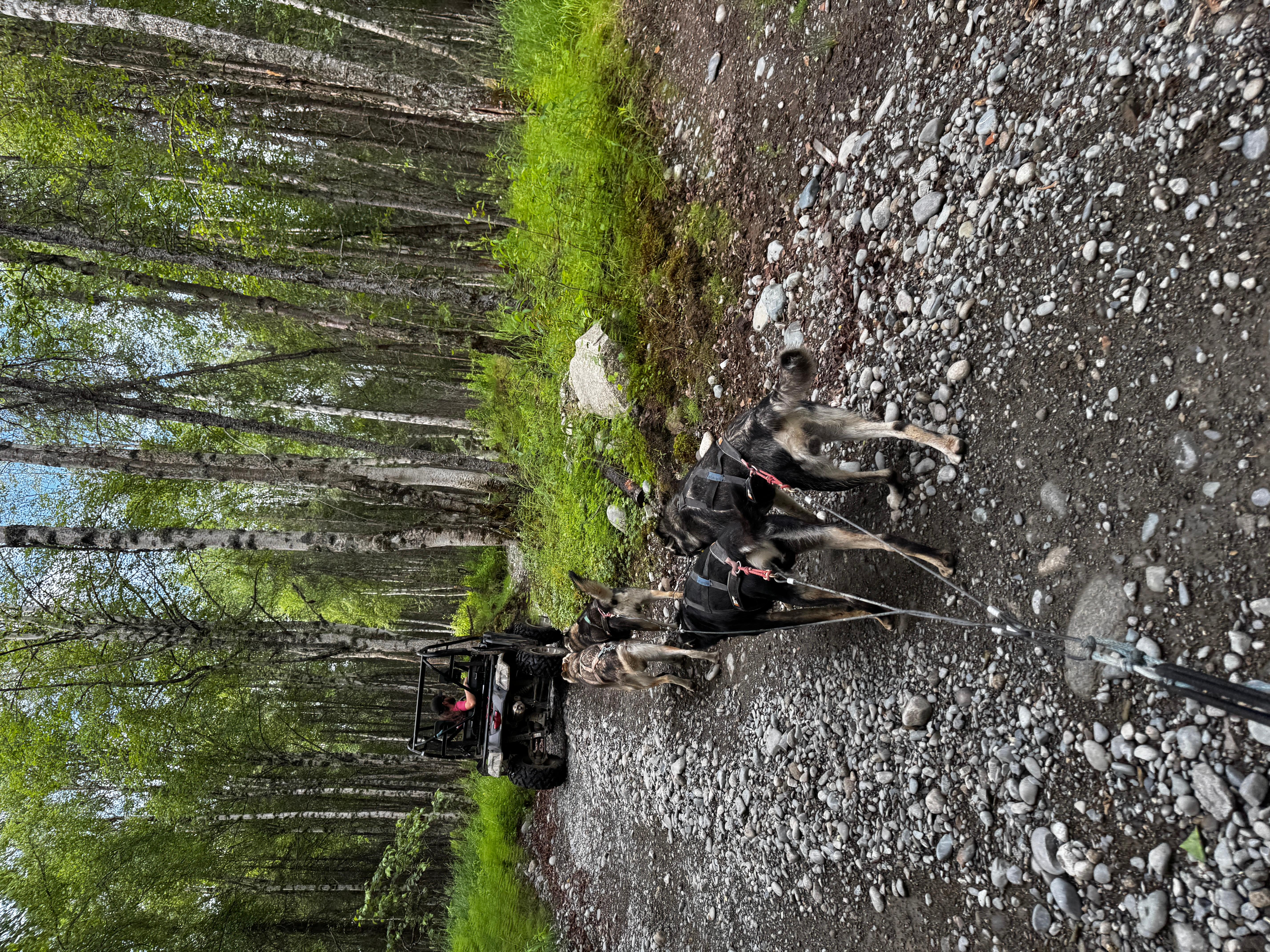 Book Tickets for Talkeetna: Mushing Experience with Iditarod Champion Dogs: Talkeetna