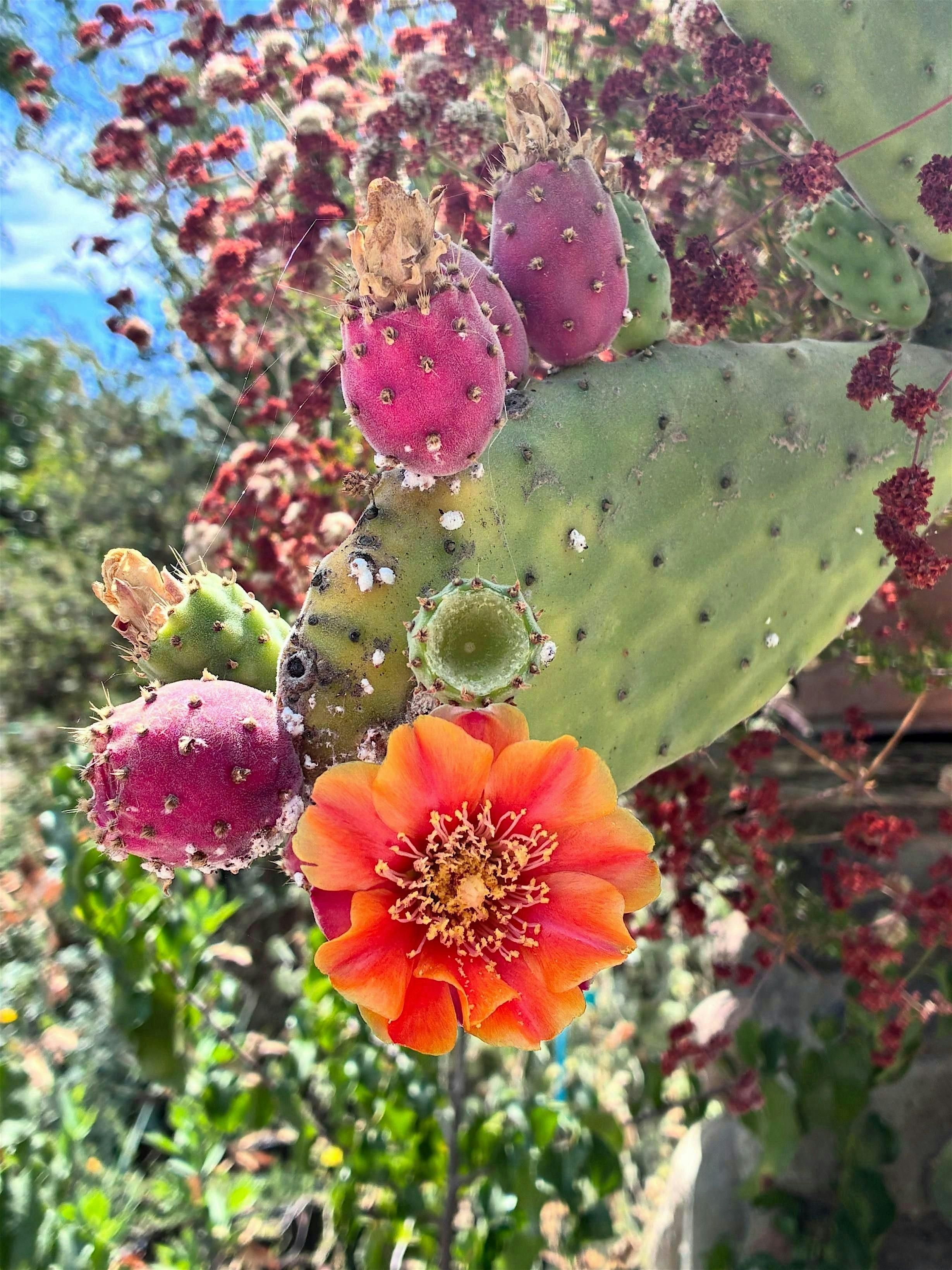 Prickly Pear Harvesting Workshop at Tree of Life Nursery – San Juan Capistrano, CA