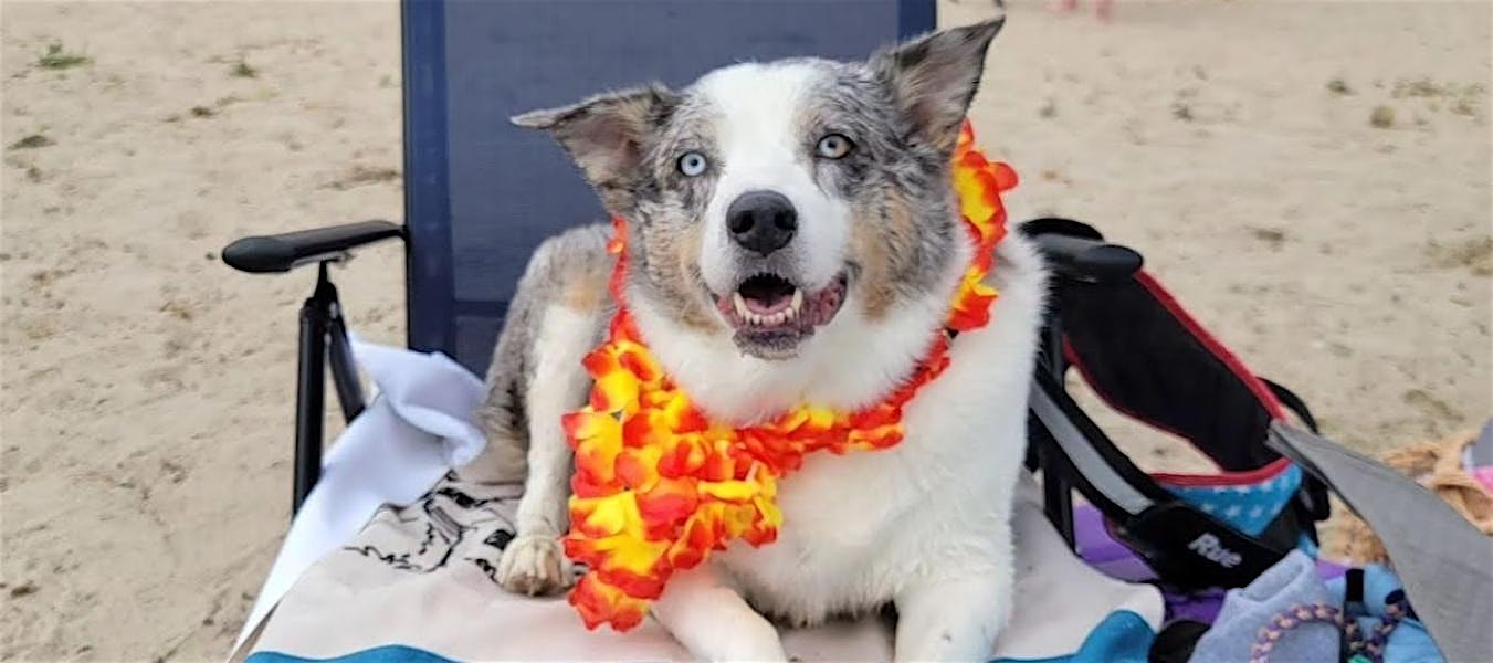 Home For Life® Animal Sanctuary’s Beach Party at White Bear Lake Beach – White Bear Lake, MN
