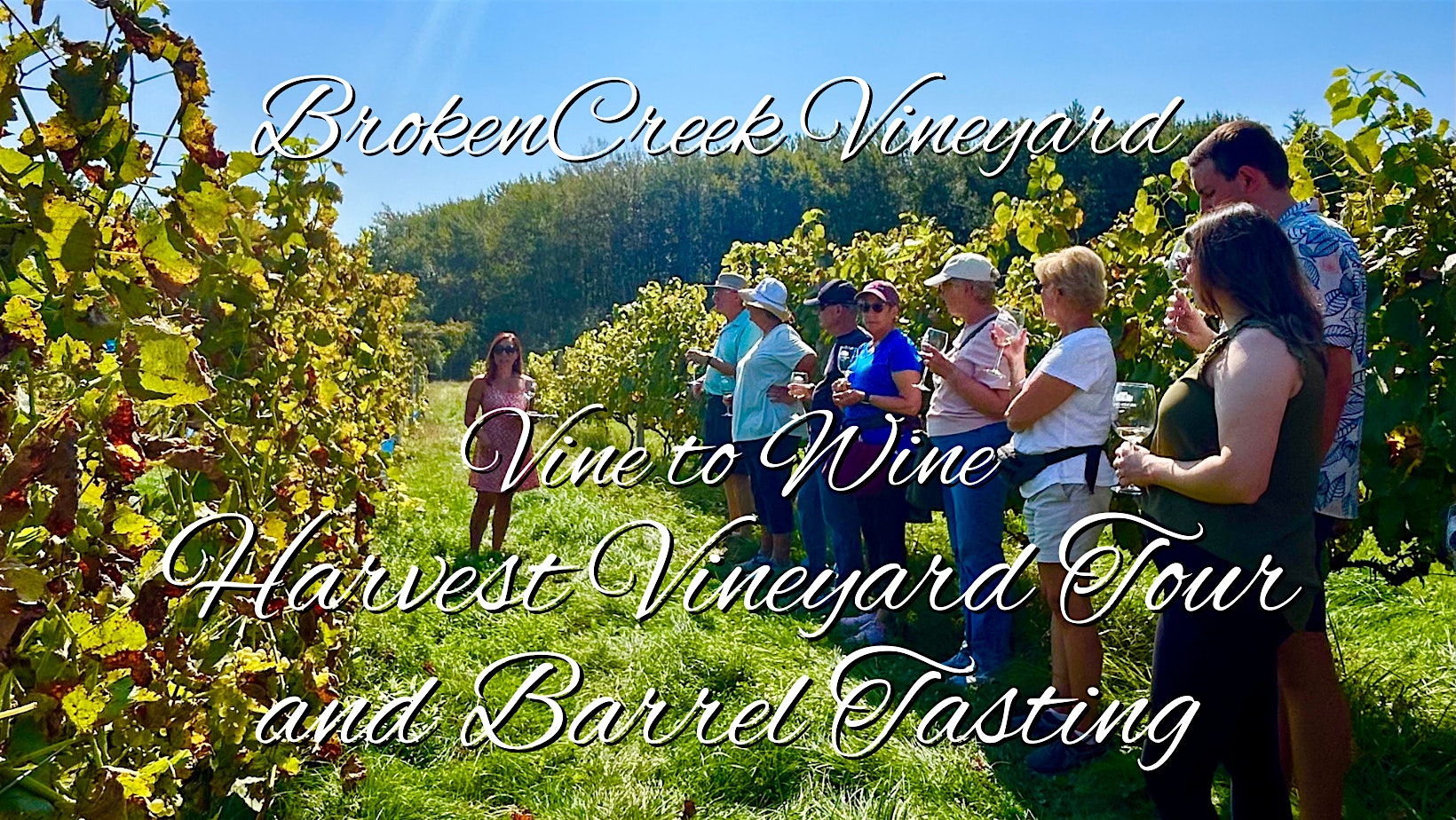 Vine to Wine Harvest Vineyard Tour/Barrel Tasting at Broken Creek Vineyard at Broken Creek Vineyard and Winery – Shrewsbury, MA