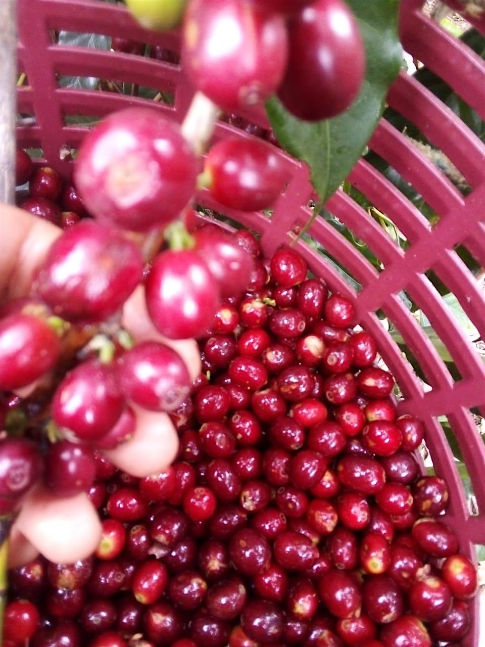 Geisha & The Growers: An Exclusive Tasting with Finca Santa Marta at Abanico Coffee Roasters – San Francisco, CA