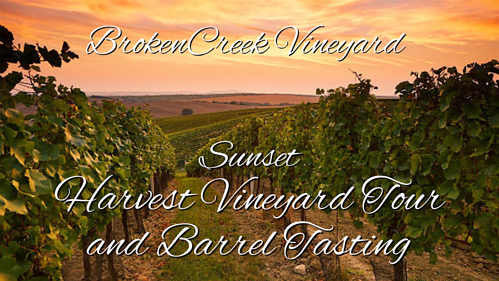 Sunset Harvest Vineyard Tour/Barrel Tasting at Broken Creek Vineyard at Broken Creek Vineyard and Winery – Shrewsbury, MA