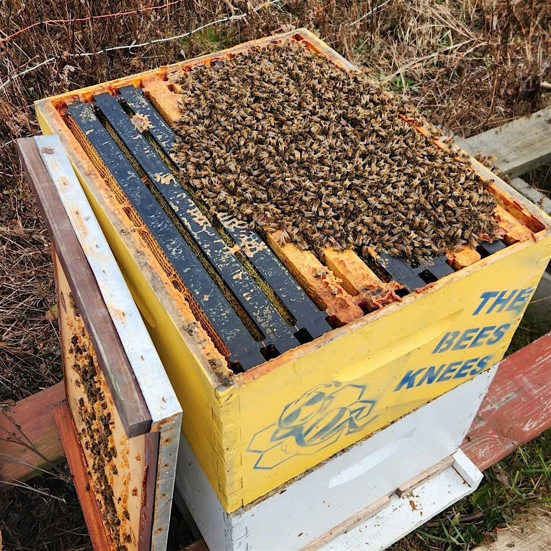 Honey Extraction Workshop with the Bees Knees at Athens Cultural Center – Athens, NY