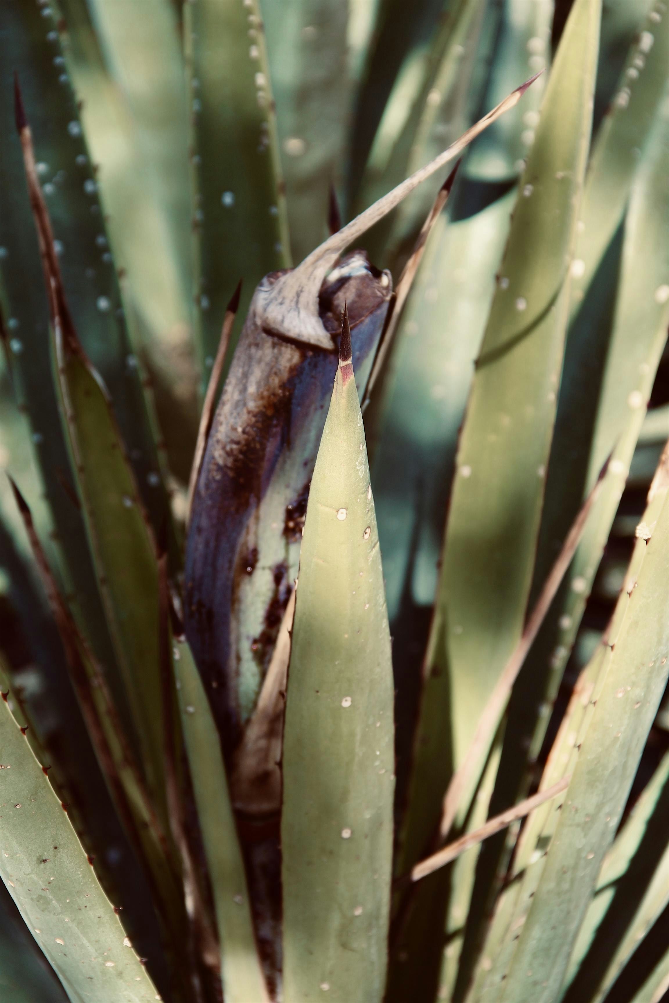 Agave & Agriculture: A Seminar on Sustainability with Agave Leaders at 3194 S Grand Blvd – St. Louis, MO