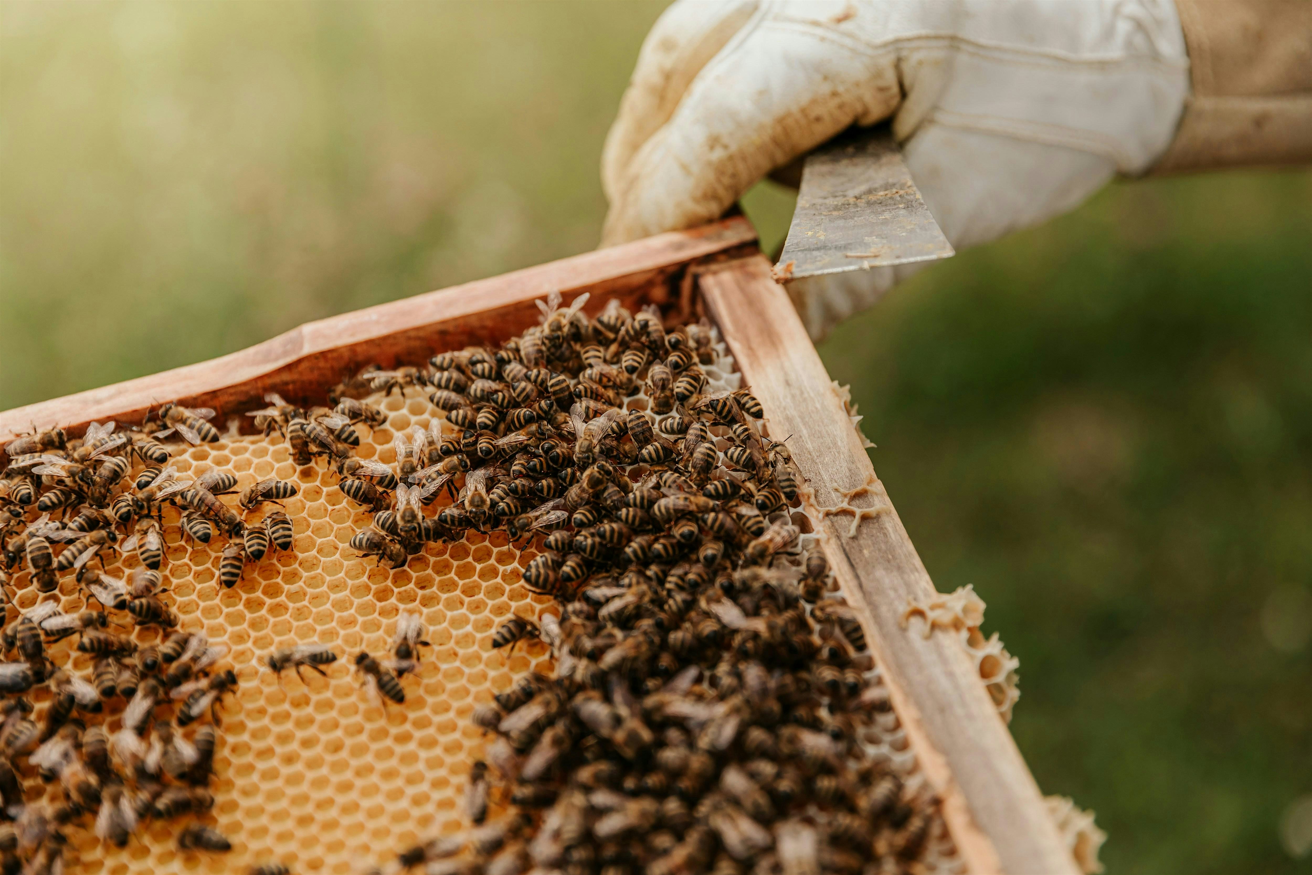 All About Bees: Honey Tasting & Hive Tour with Ryan Sanders [ALL AGES] at Fox Haven Organic Farm & Learning Center – Jefferson, MD