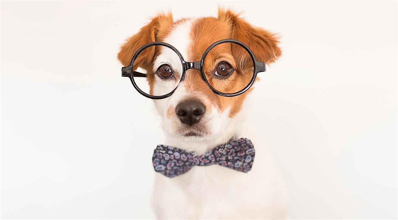 Tail Wag Trivia Night: A Pup Party and Fundaraiser at Baramor | Bar & Restaurant – Newton, MA