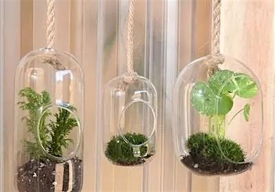 Create with Us: Make and Take, Terrariums at Harmony Home & Garden – Westfield, NJ
