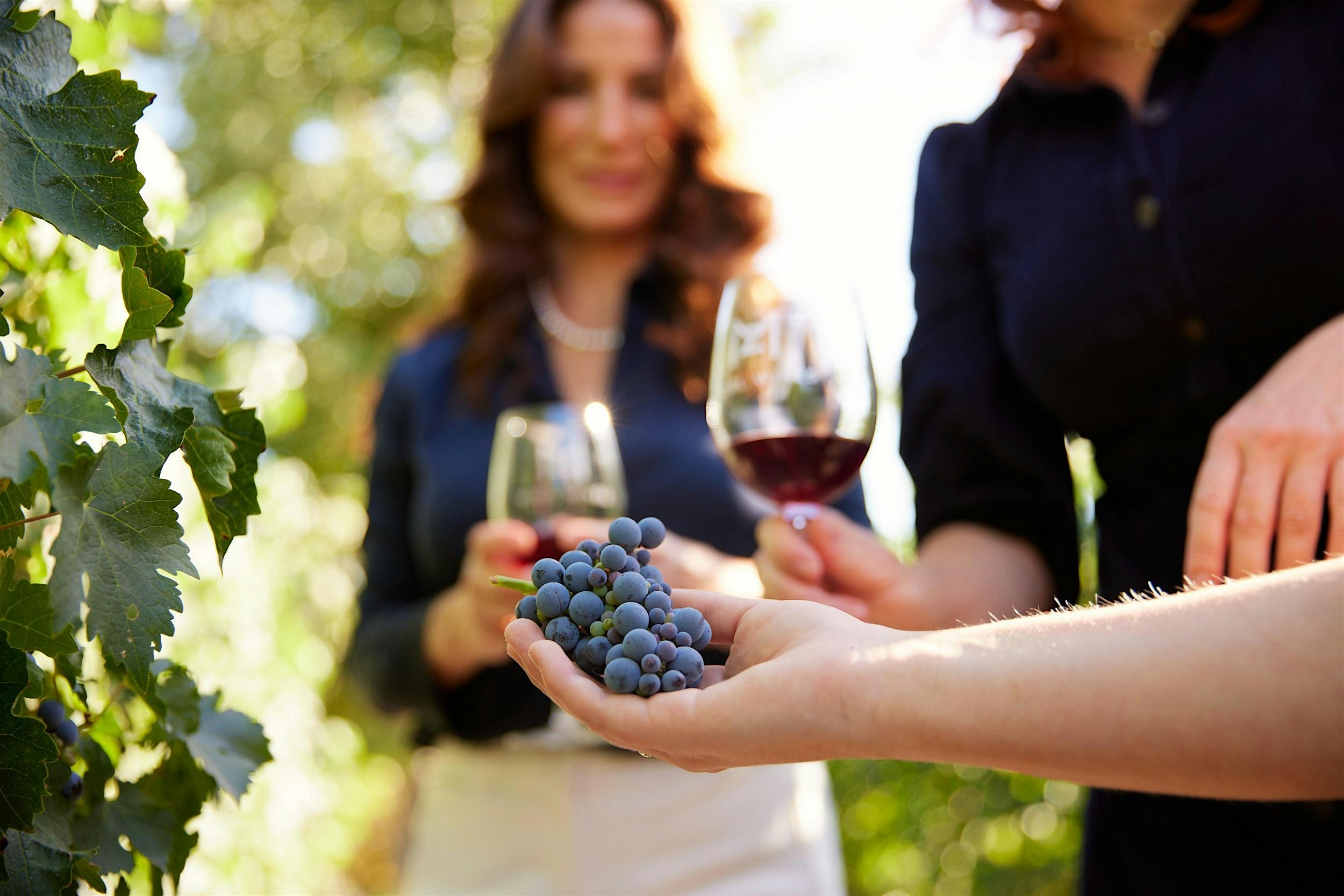 Mizel Estate Wines – Wine Tasting in the Vineyard at Mizel Estate Wines – Thousand Oaks, CA