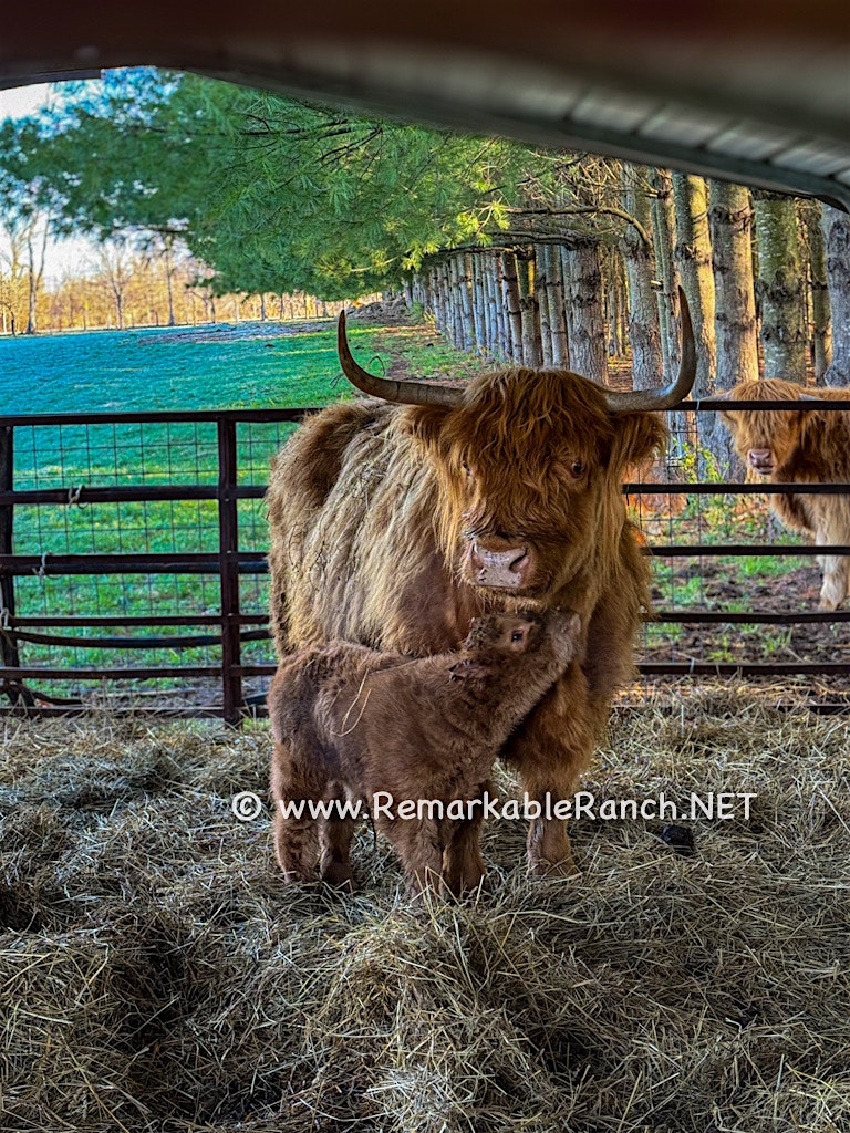 MOO-sic and Mental Health – With the Highland Cows of Remark-Able Ranch! at Remark-Able Ranch, LLC. Exact Address is sent to you via email when you purchase your ticket – Cleveland, IN