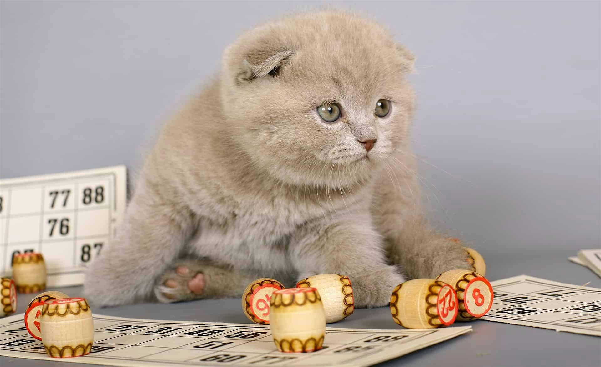 Itty Bitty Kitty Designer Purse Bingo at Macungie Memorial Park – Macungie, PA