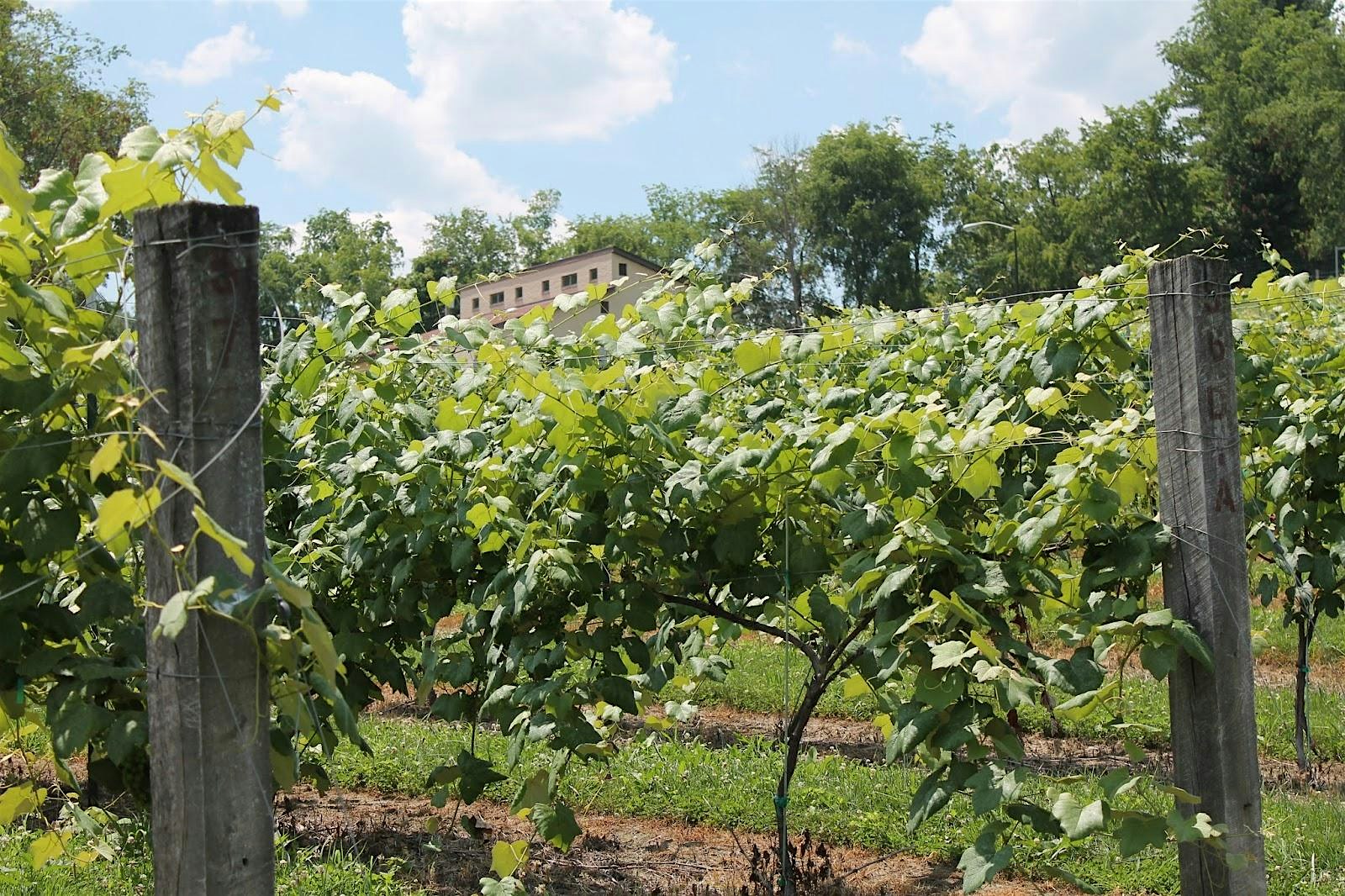 Harvest Wine Tour at TLC Libations – pick-up/drop-off – Pittsburgh, PA