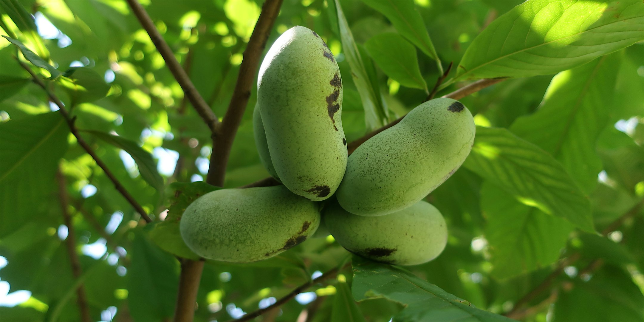 October First Saturday Open House—The Birds, the Bees and the Pawpaw Trees at Wagner Free Institute of Science – Philadelphia, PA
