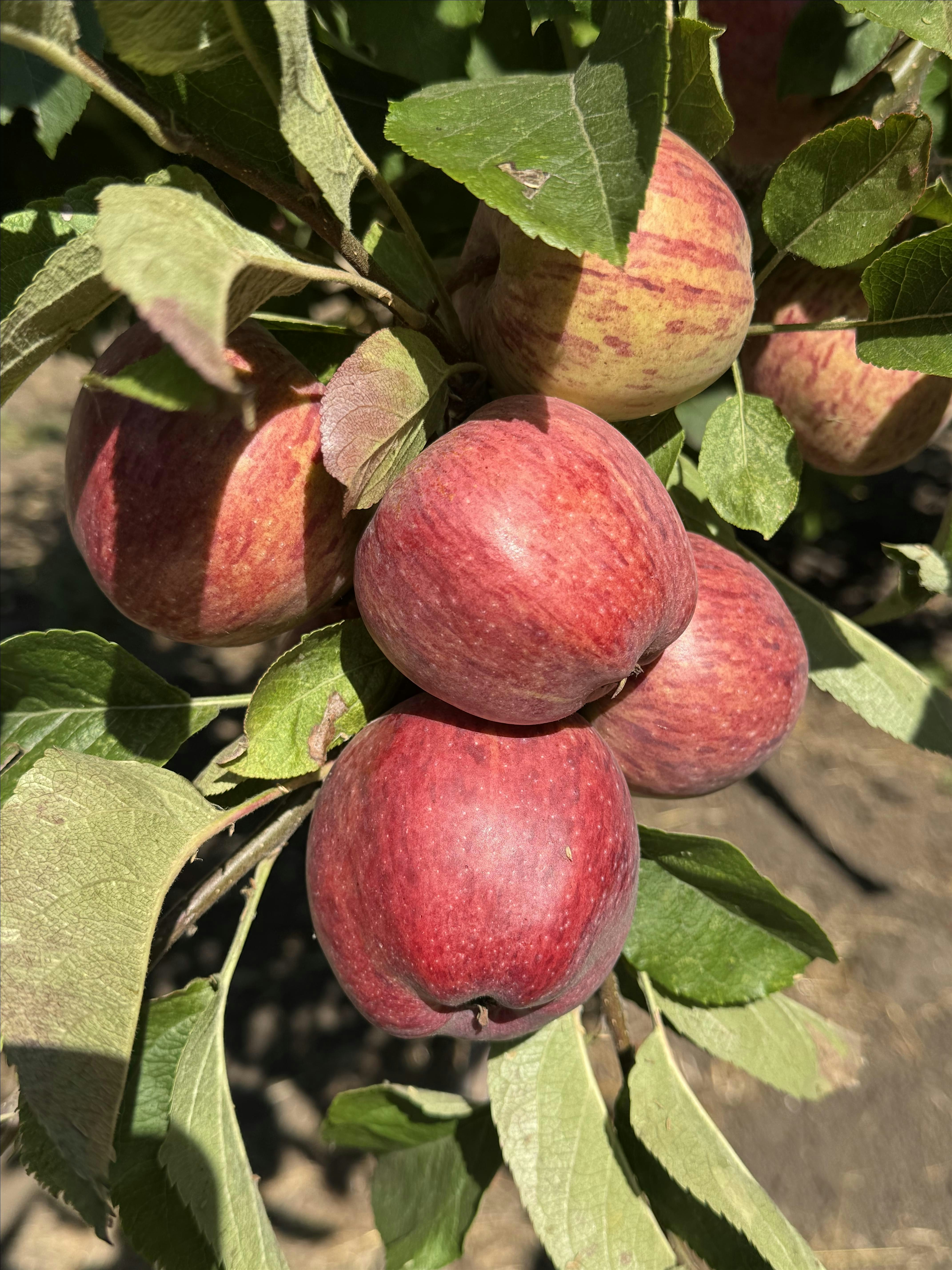 Rose Farm Apple Day at 4461 Porter Gulch Rd – Aptos, CA
