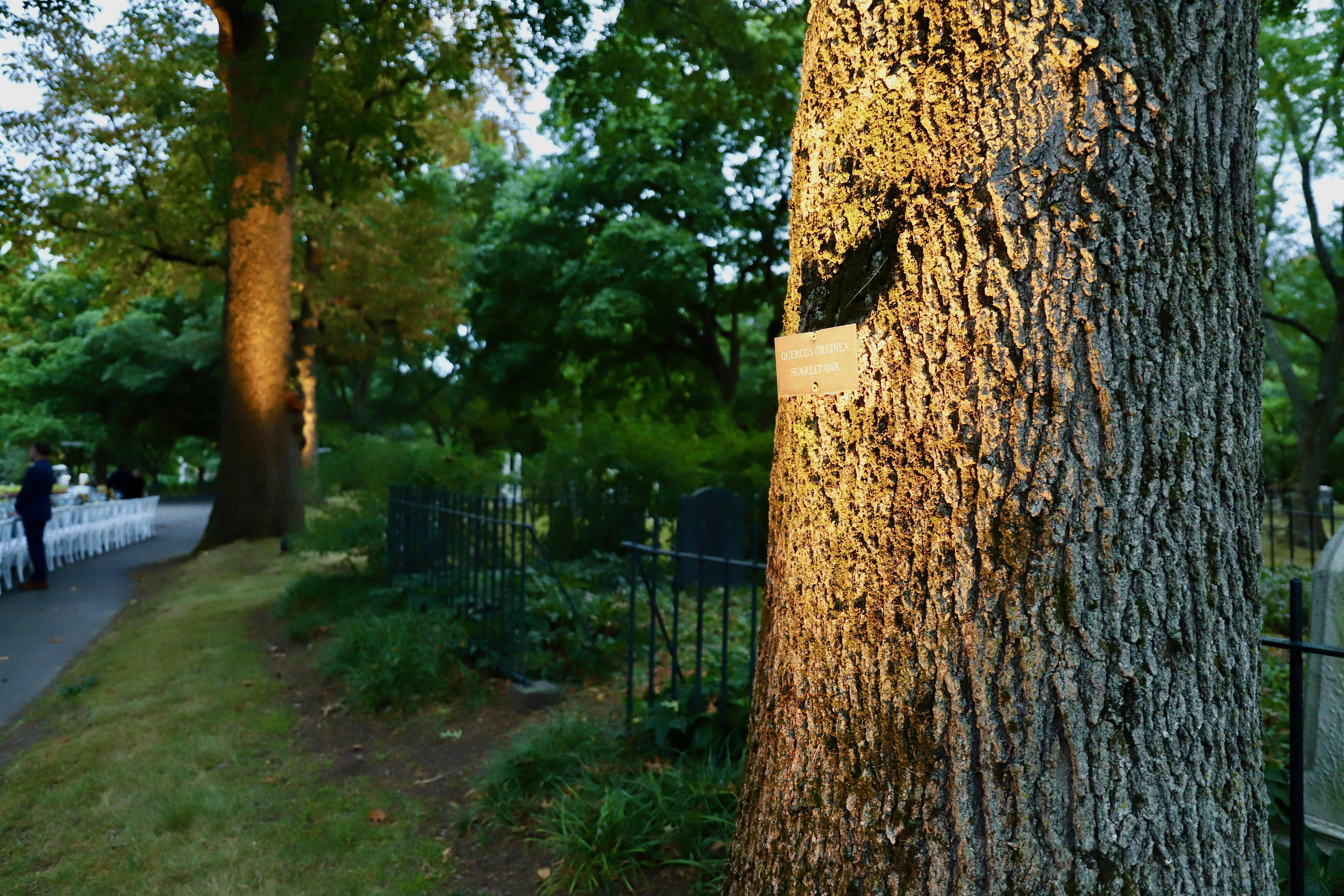 Great Oaks at Mount Auburn Cemetery – Cambridge, MA