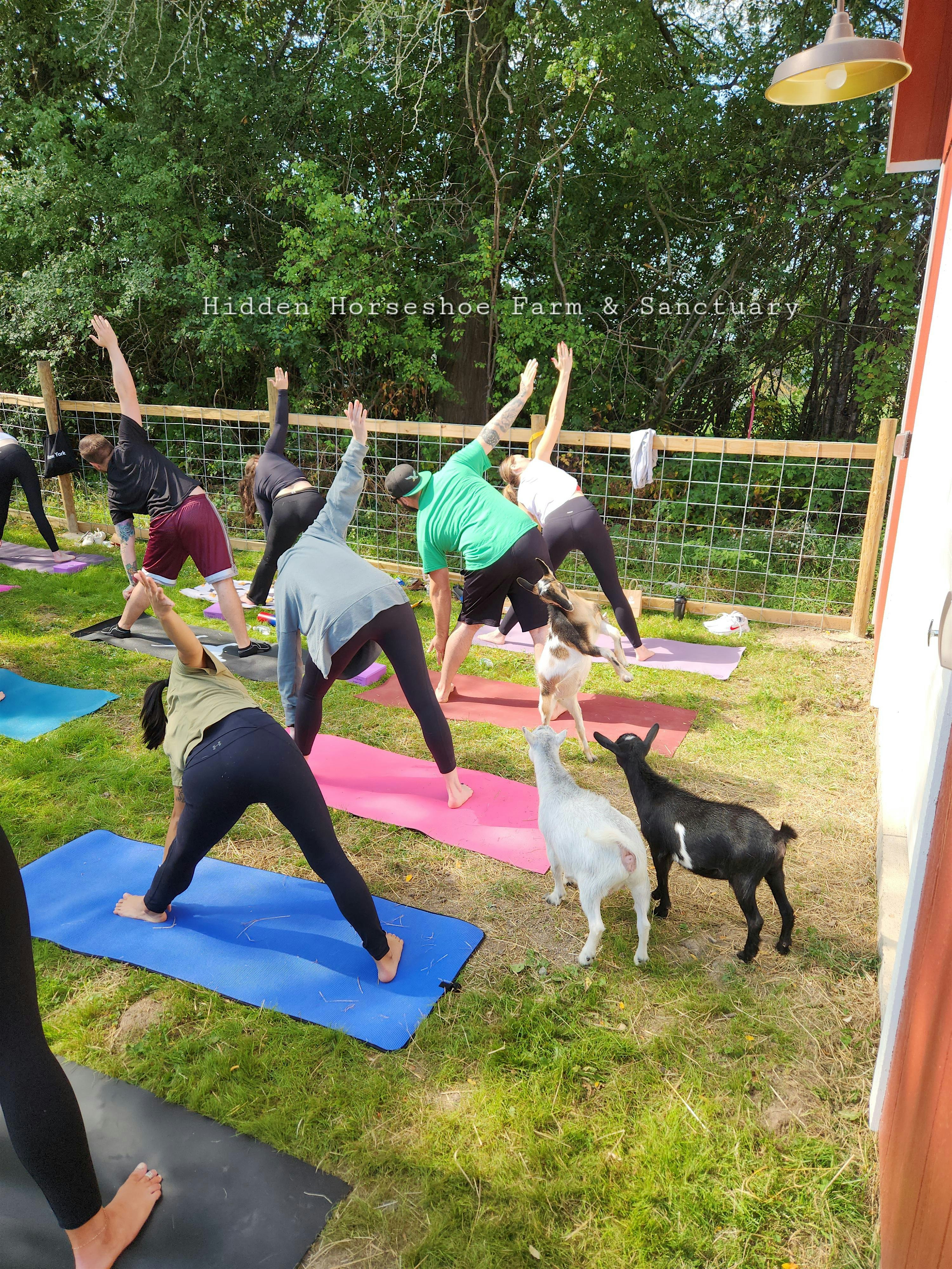 GOAT YOGA! (Yoga, with goats) Last session of the year! at Hidden Horseshoe Farm & Sanctuary – Auburn, NY