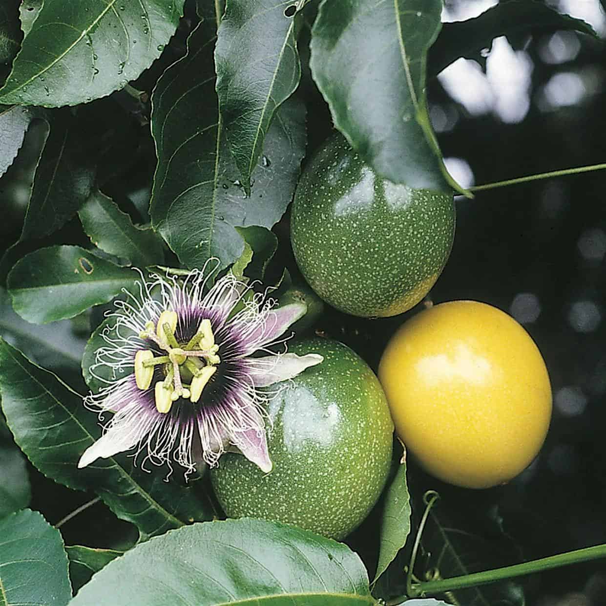 Growing Tropical Crops and Unique Summer Veggies at 2806 Channing St NE – Washington, DC