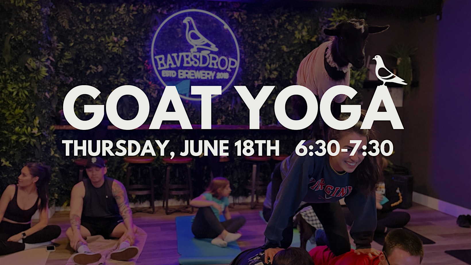 Goga: Goat Yoga at Eavesdrop! at Eavesdrop Brewery – Manassas, VA