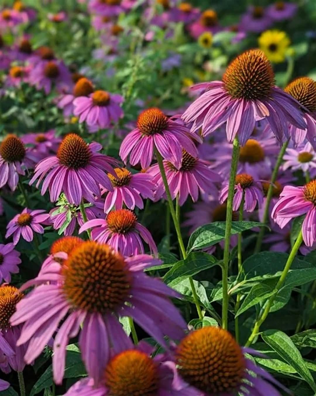 Friday Flower Bar and Meet the Makers at Chickadee Hills Homestead – Spooner, WI