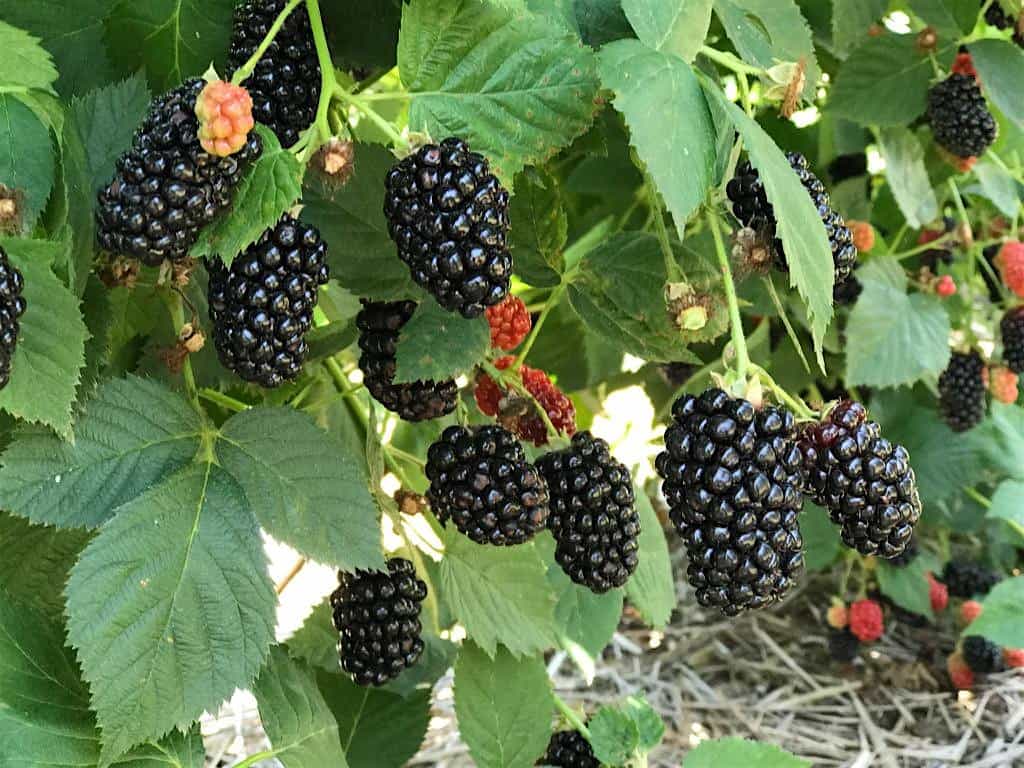 You-Pick Pails – Fri 7/03/26 8-11:30am (click to pick your time!) at Elderslie Farm – Kechi, KS