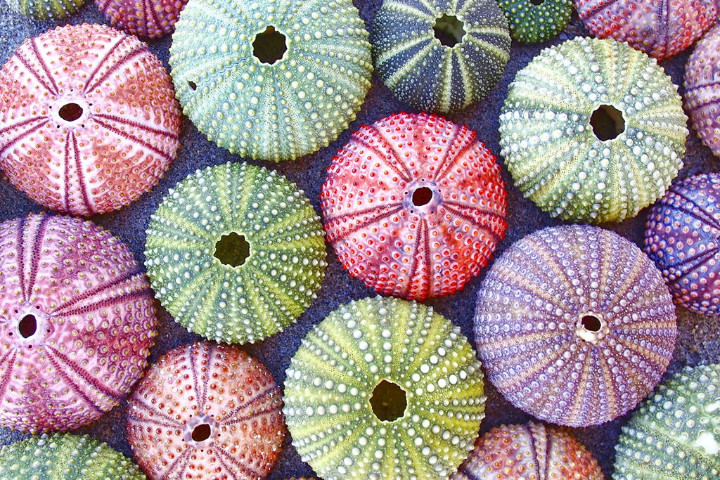 Sea Urchin Paint Night at – Wichita, KS