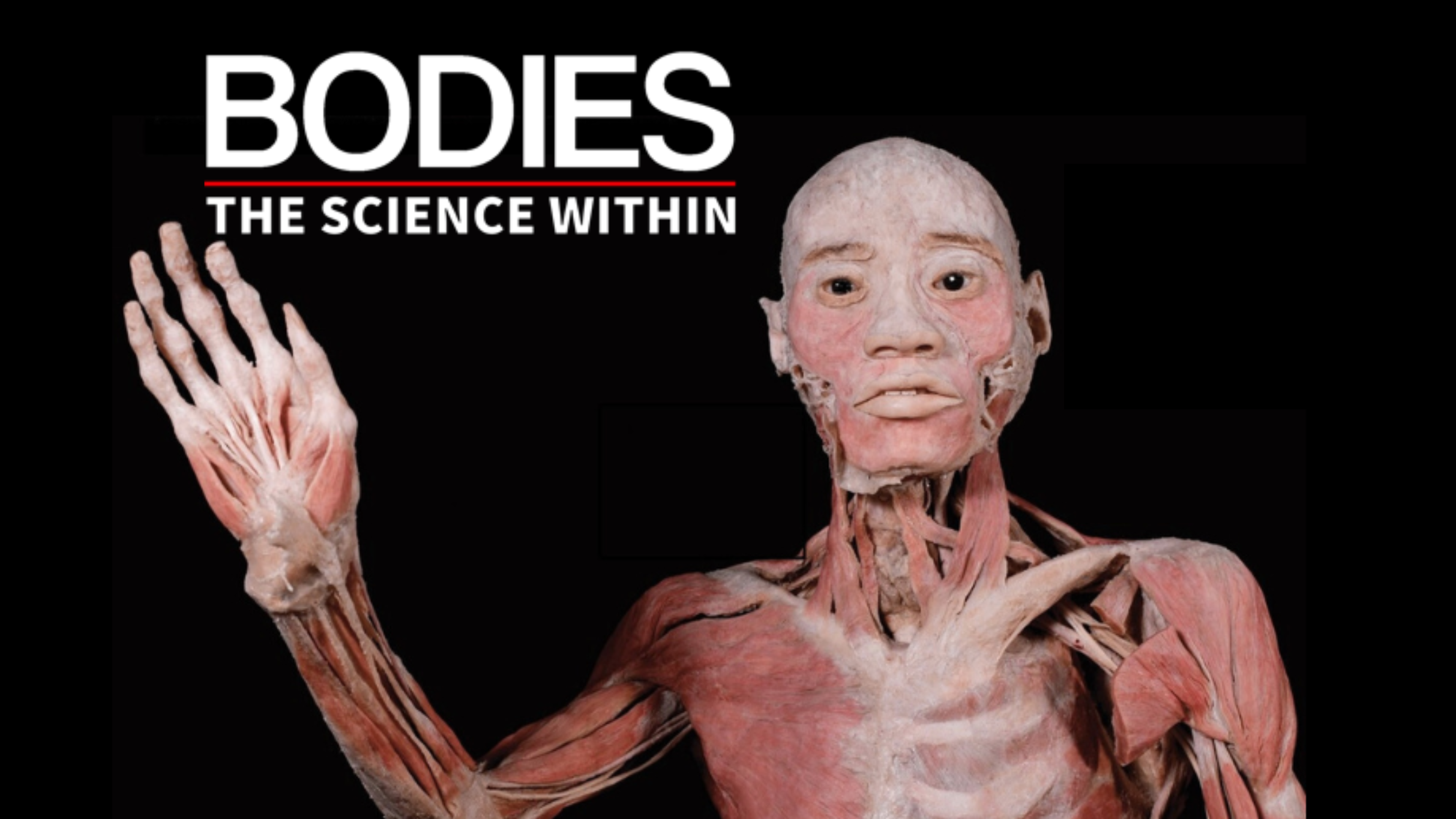 Bodies – The Science Within – Denver at Denver Pavilions – Denver, CO