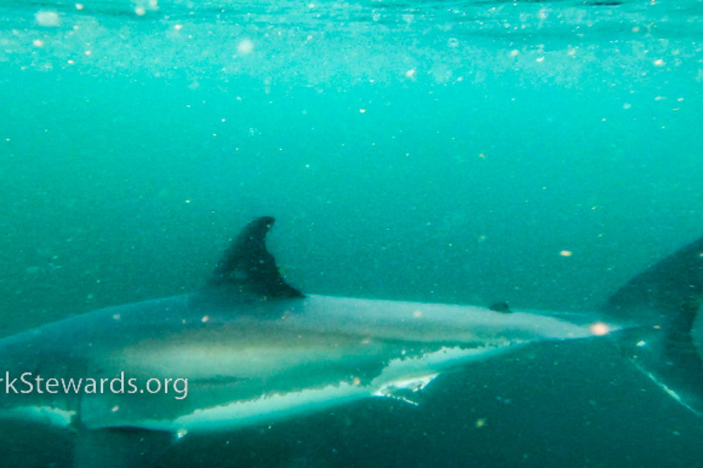 Farallones Sanctuary Wildlife Expedition at – San Francisco, CA